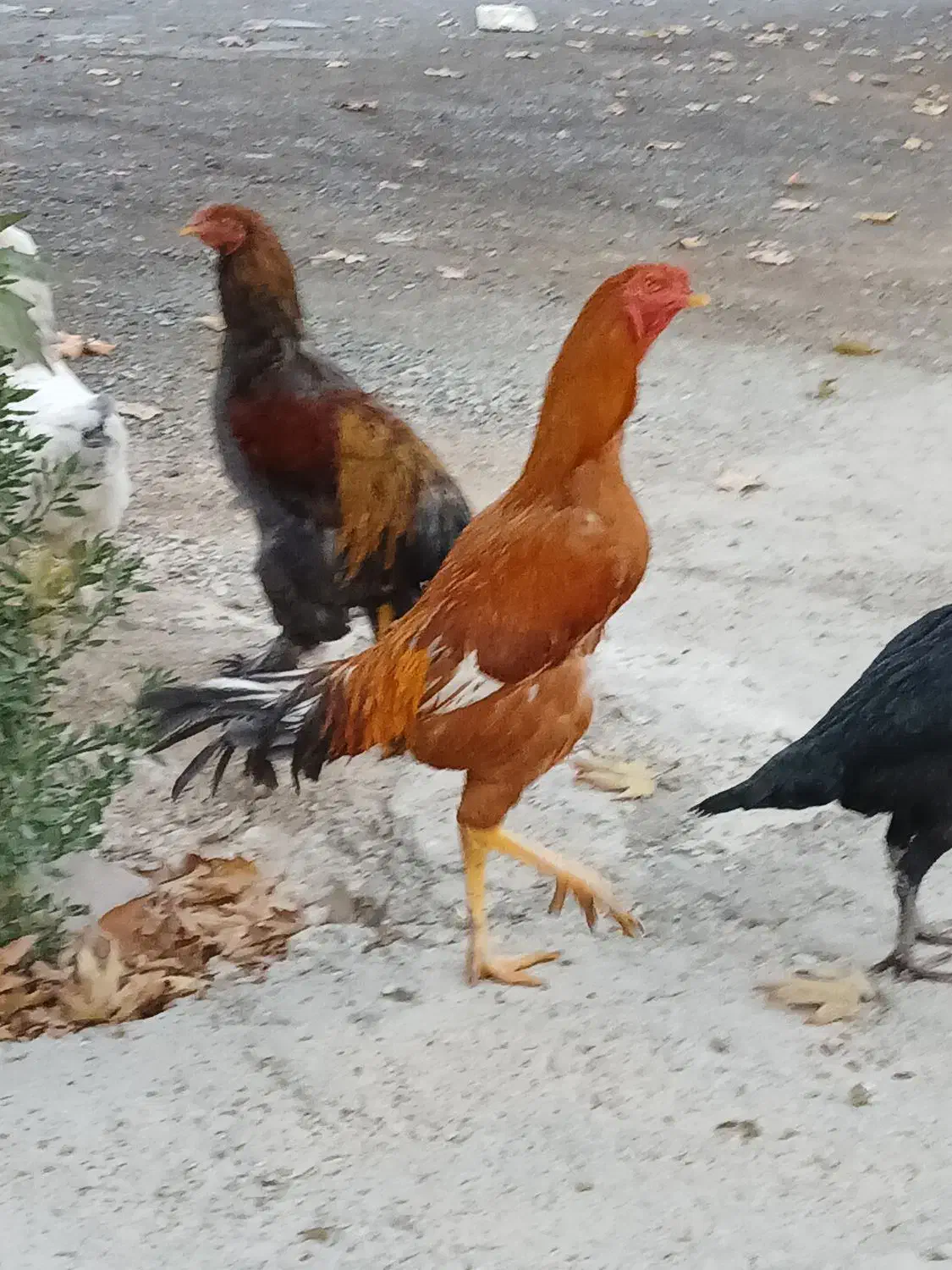 خروس لاری|حیوانات مزرعه|نسیم‌شهر, |دیوار