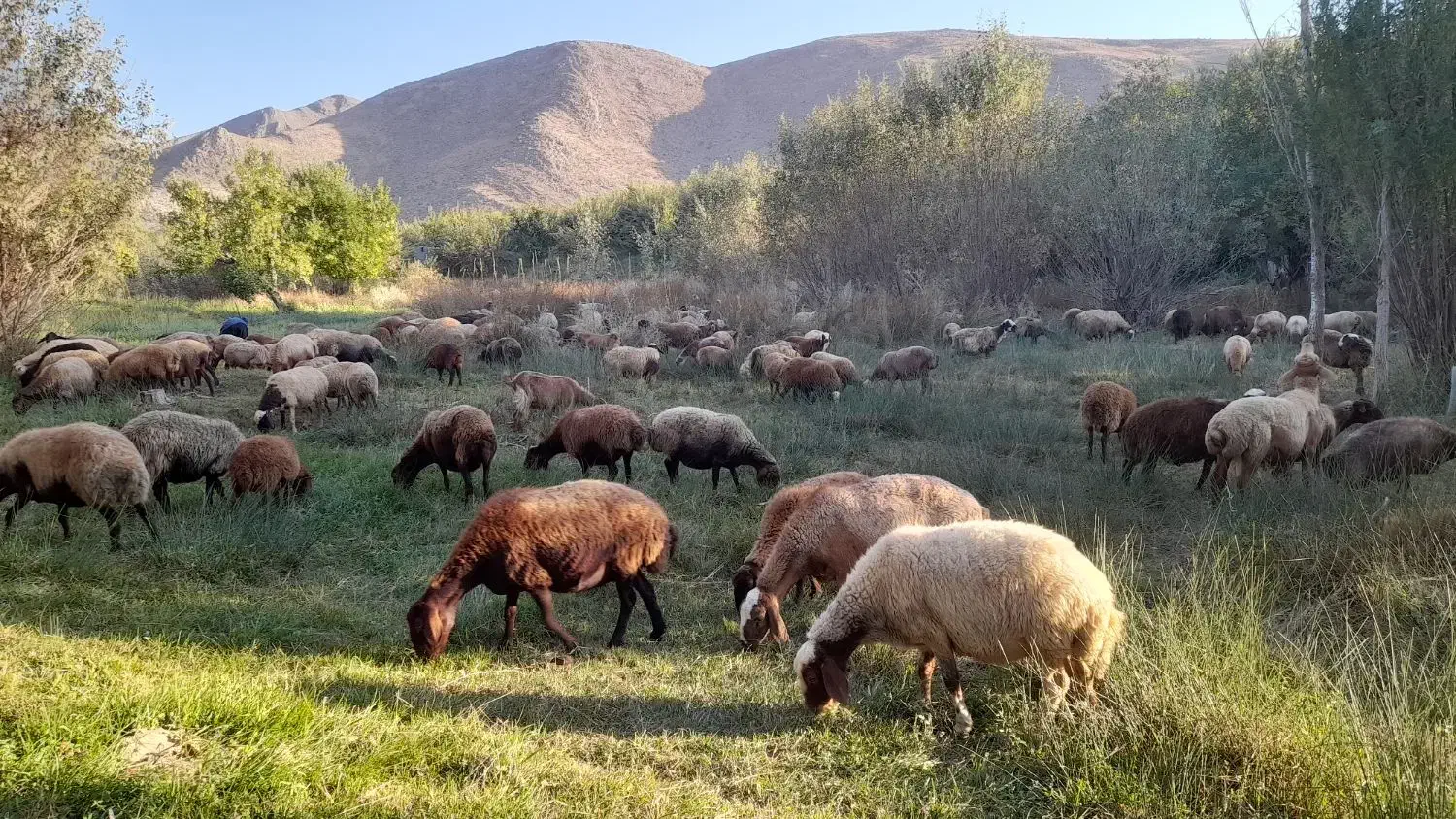 گوسفنده داشتی با بره ۵۰جفت|حیوانات مزرعه|پادنا علیا, |دیوار