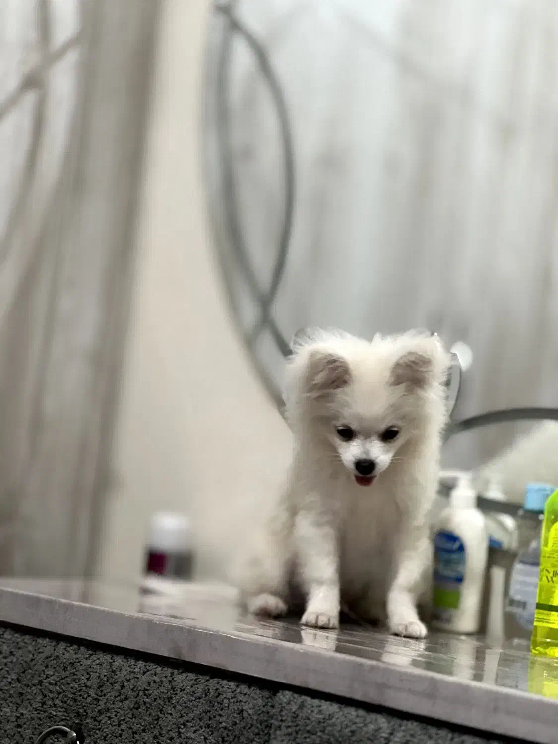 سگ پامرین اپارتمانی|سگ|میاندوآب, |دیوار