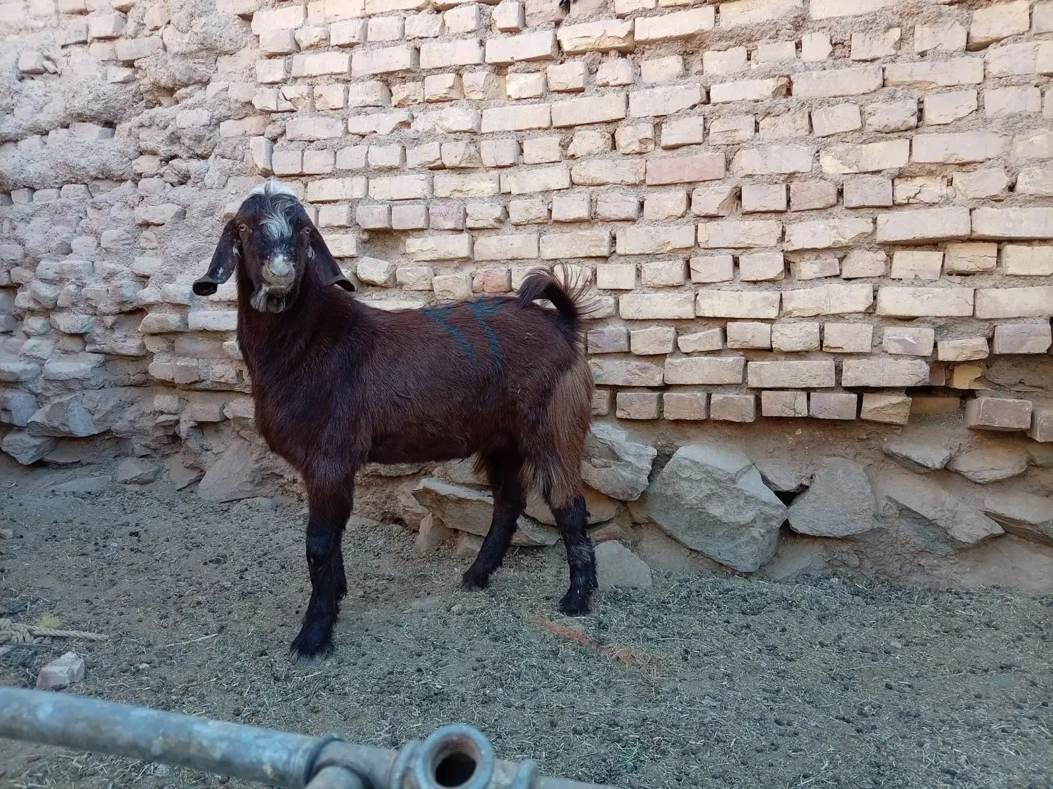 گوشت بزغاله نر|خوردنی و آشامیدنی|بیرجند, |دیوار