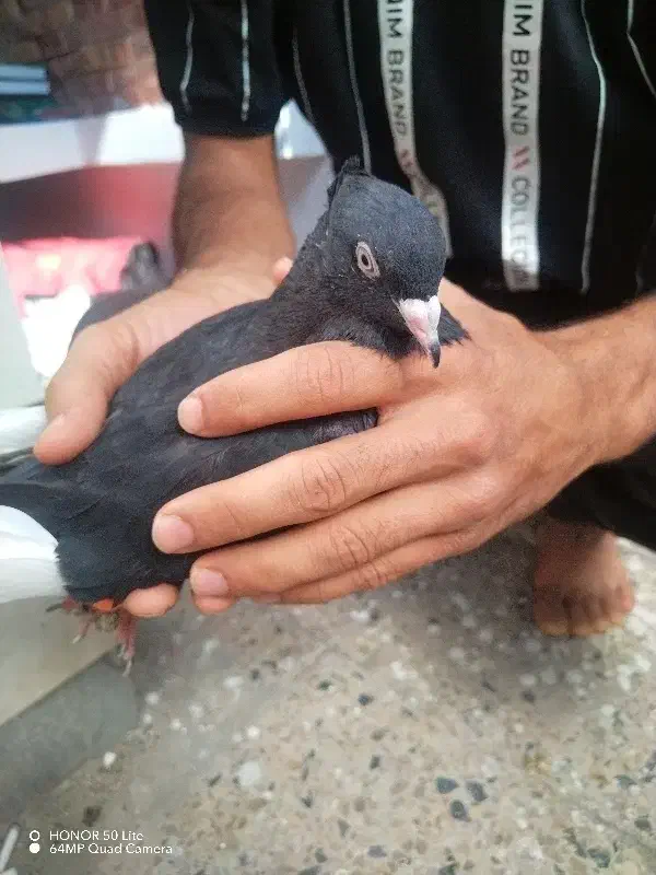 کبوتر|پرنده|اهواز, فرهنگ شهر|دیوار