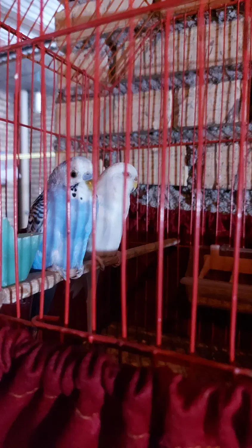 مرغ عشق مولد|پرنده|دهلران, |دیوار