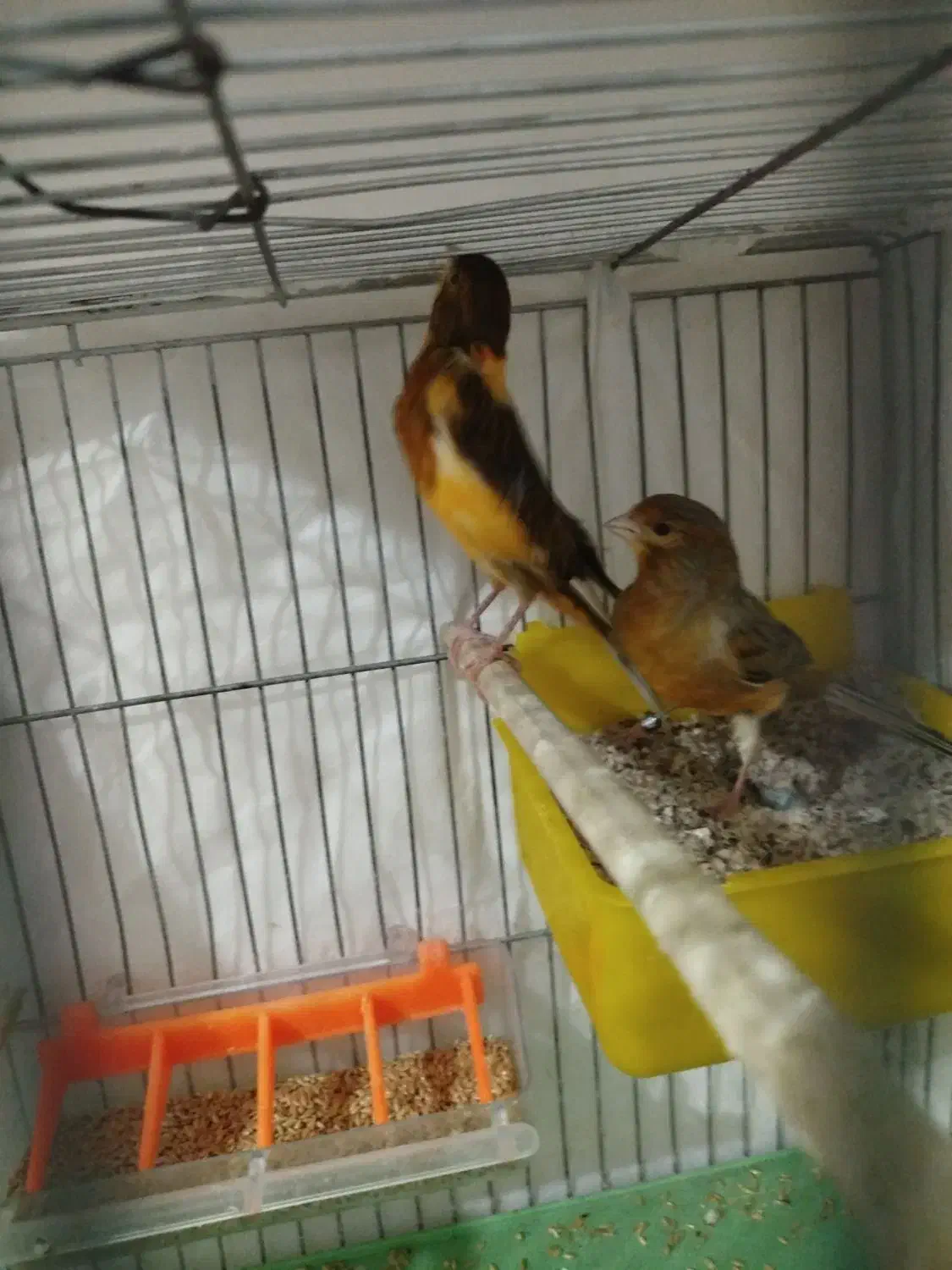 آماده به شرط|پرنده|تبریز, |دیوار