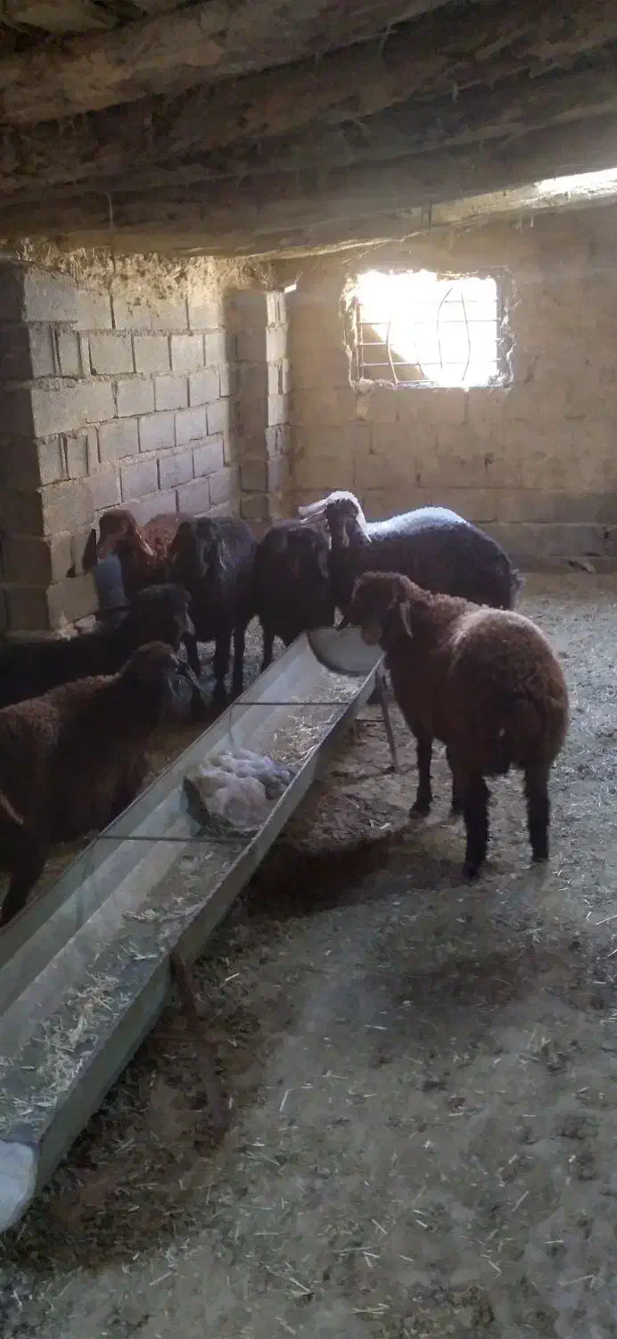 بره افشاری|حیوانات مزرعه|گرگان, |دیوار