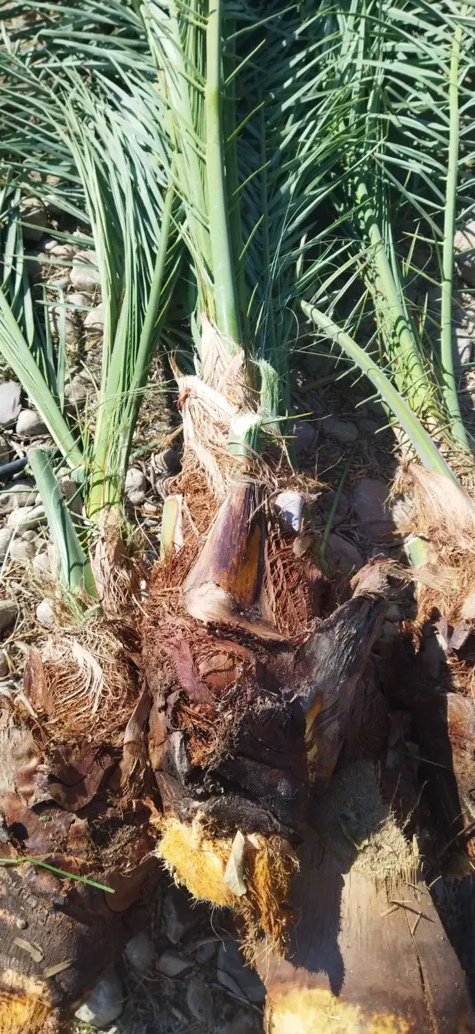 پاجوش خرما|گل و گیاه طبیعی|نورآباد ممسنی, |دیوار