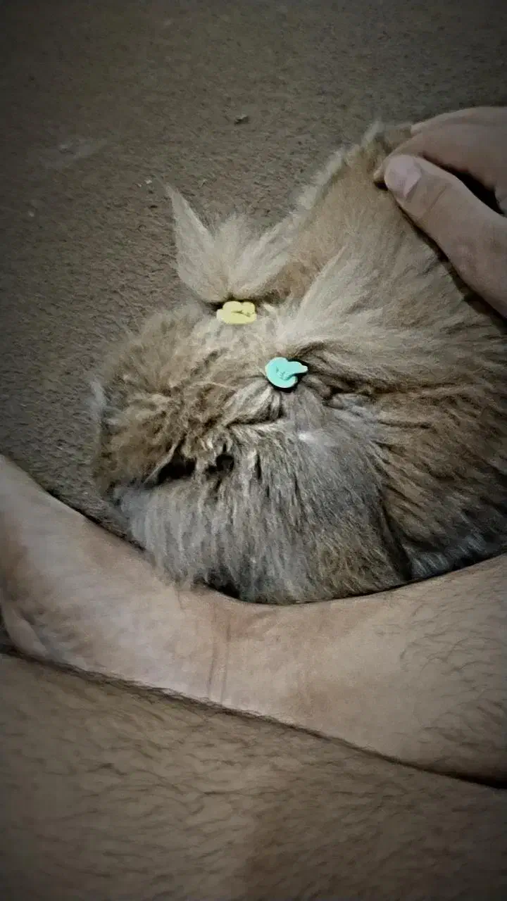 خرگوش|موش و خرگوش|برازجان, |دیوار