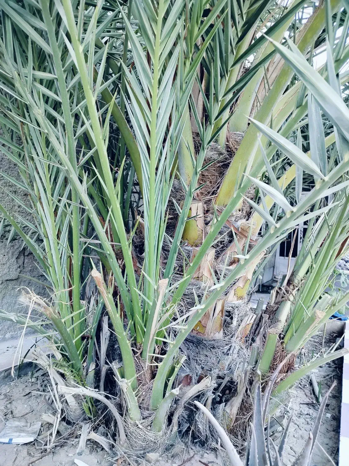 نخل برحی|گل و گیاه طبیعی|بندر امام خمینی, |دیوار