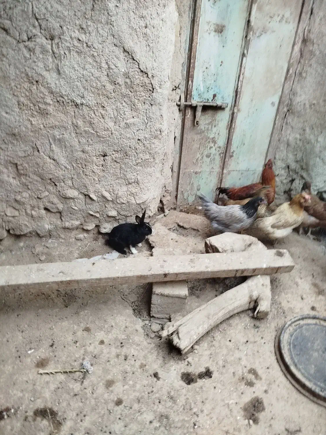 خر گوش|موش و خرگوش|لامرد, |دیوار