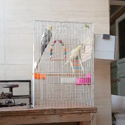 جفت مولد عروس هلندی تازه هم تخم گذاشتنه|پرنده|شوشتر, |دیوار