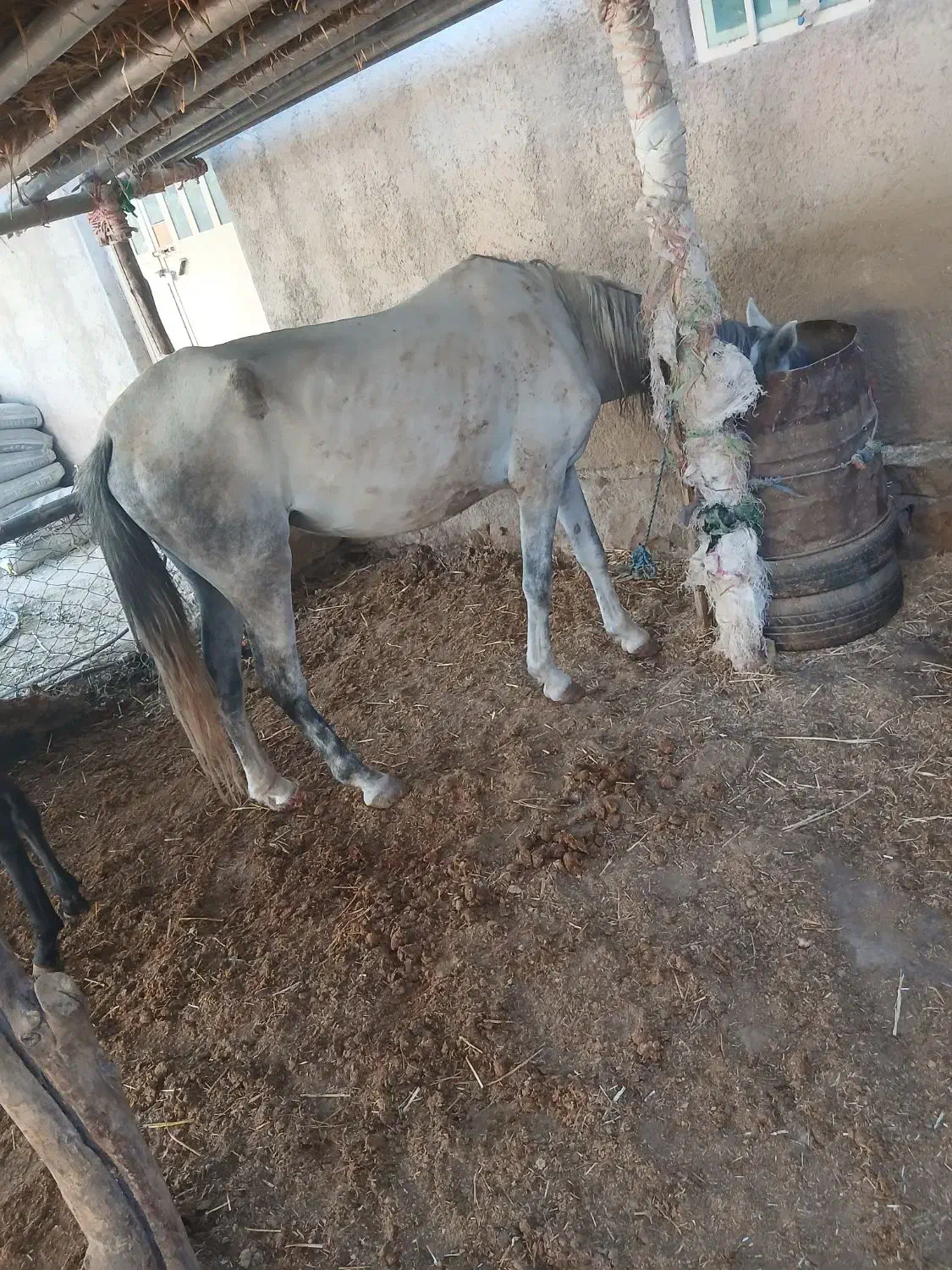 اسب ماده|اسب و تجهیزات اسب‌سواری|کوهدشت, |دیوار