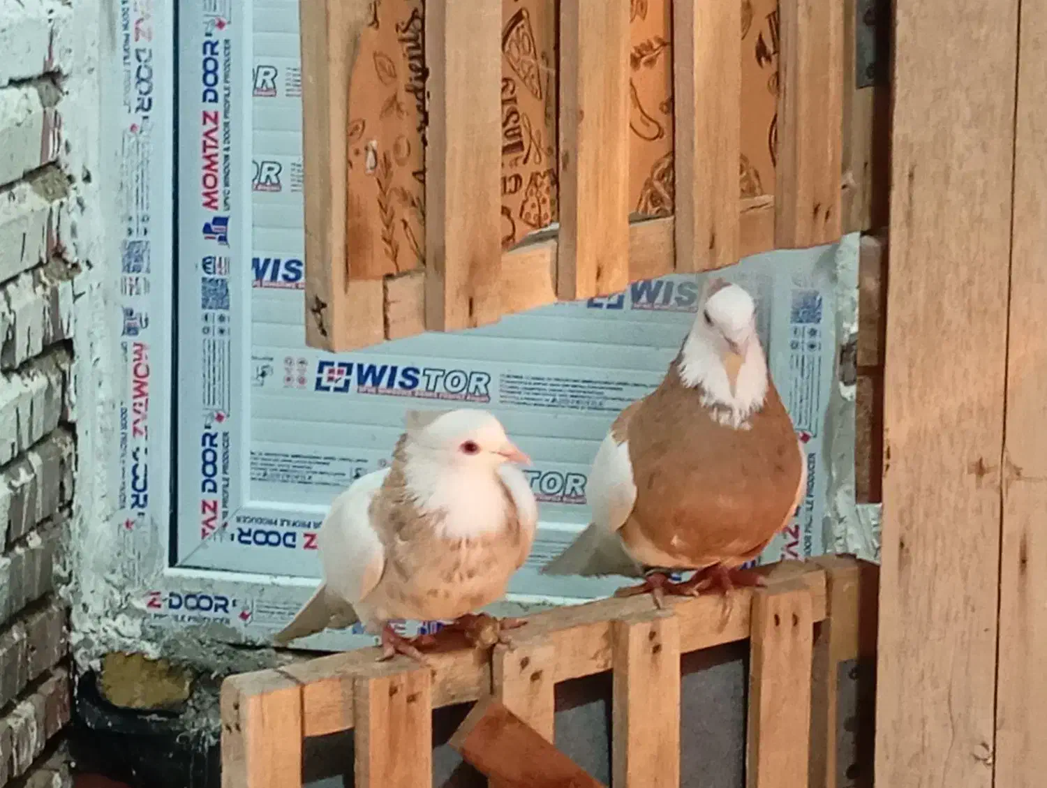 طوقی عطیقه|پرنده|نوشین شهر, |دیوار