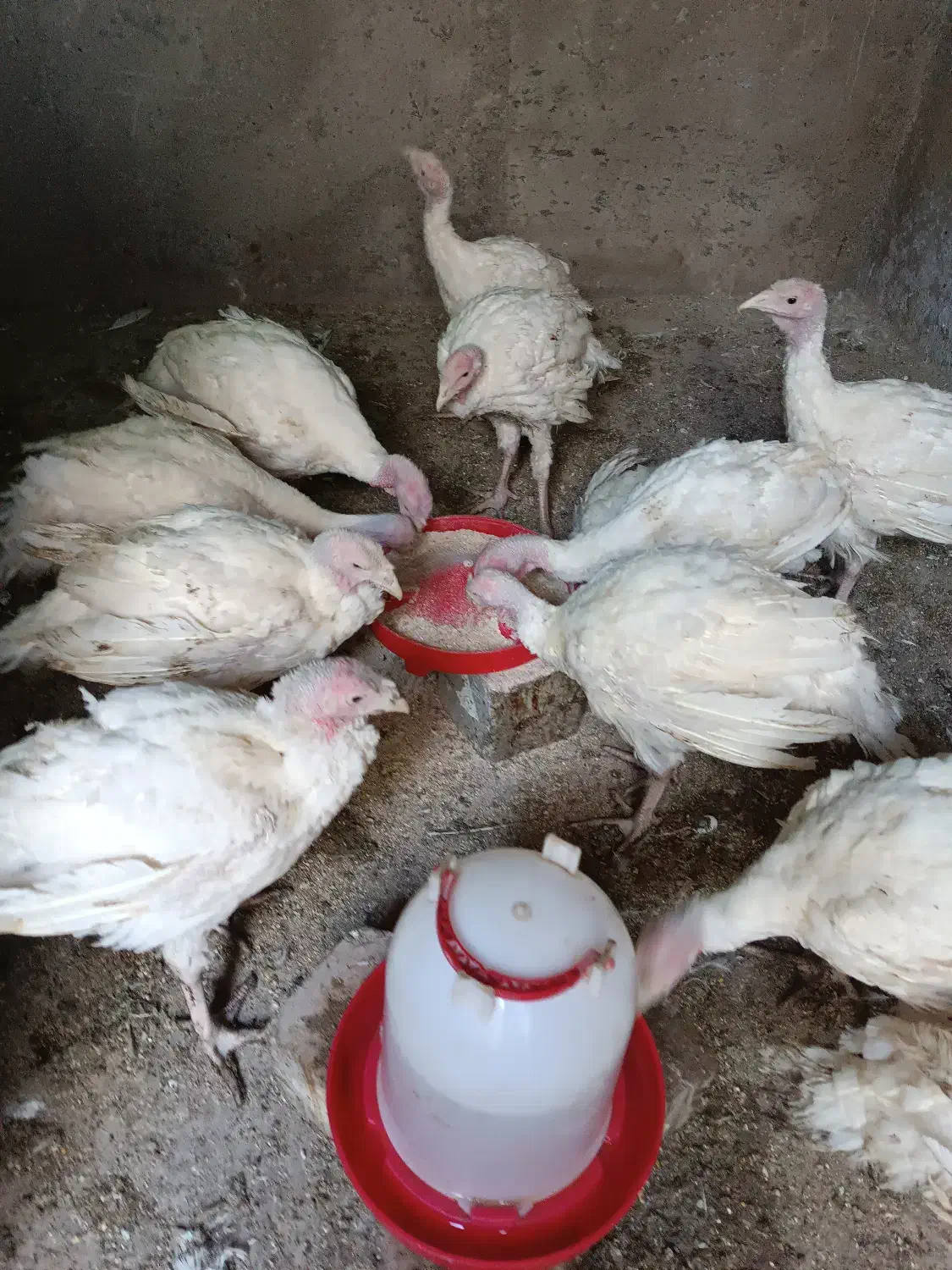 فروش جوجه بوقلمون 90روز|حیوانات مزرعه|تهران, شهرک شریعتی|دیوار