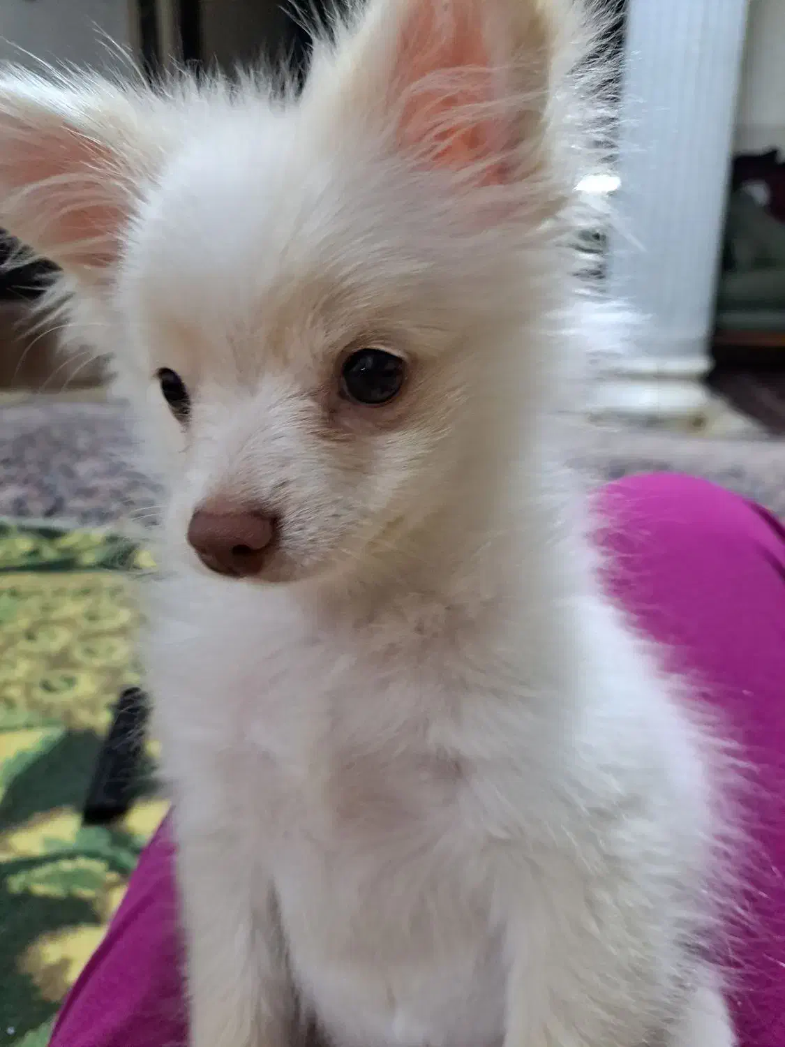 فروش توله سگ پامر|سگ|سیرجان, |دیوار