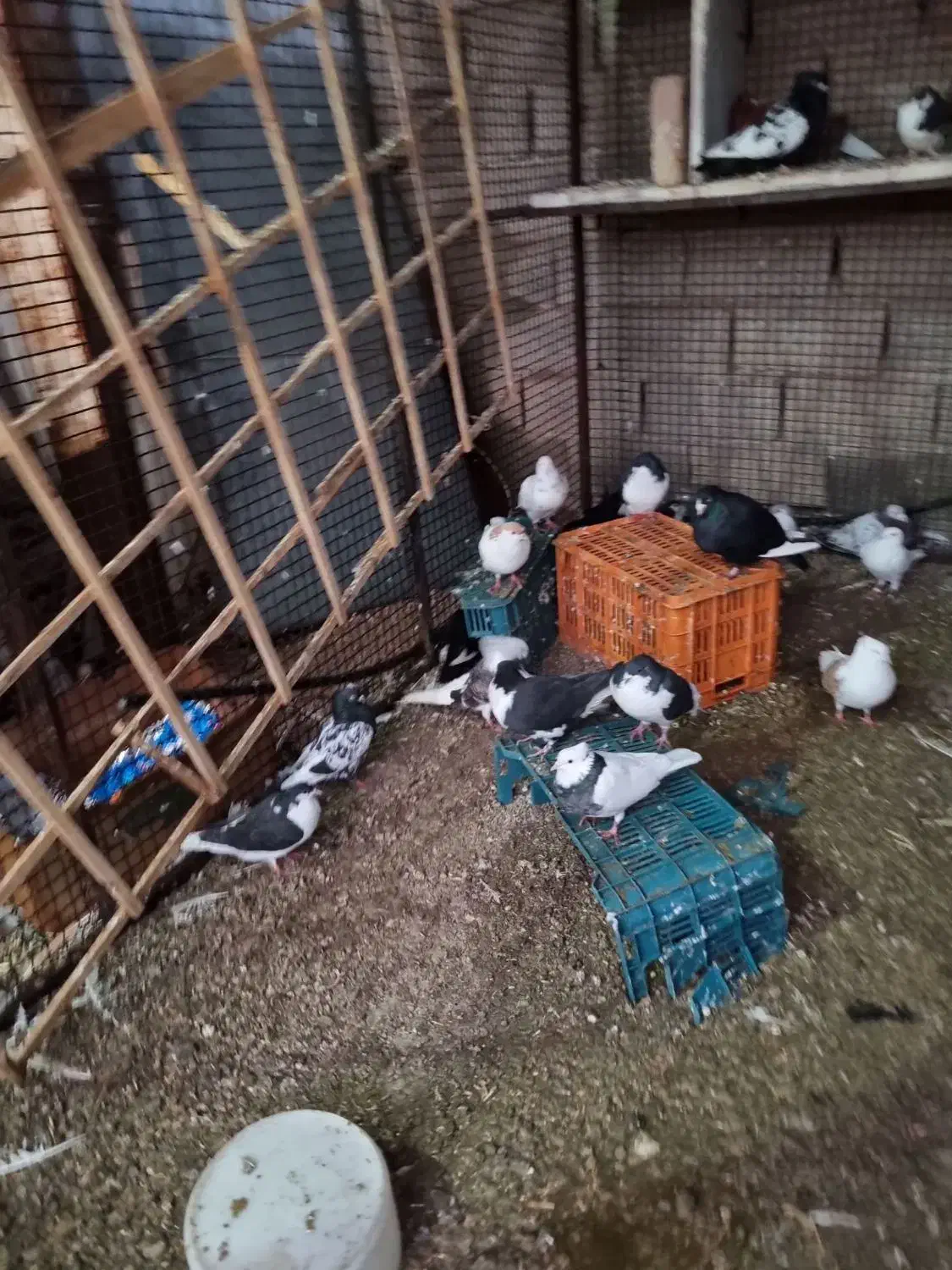 کفتر|پرنده|آبیک, |دیوار