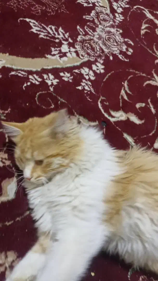 گربه|گربه|سمیرم, |دیوار