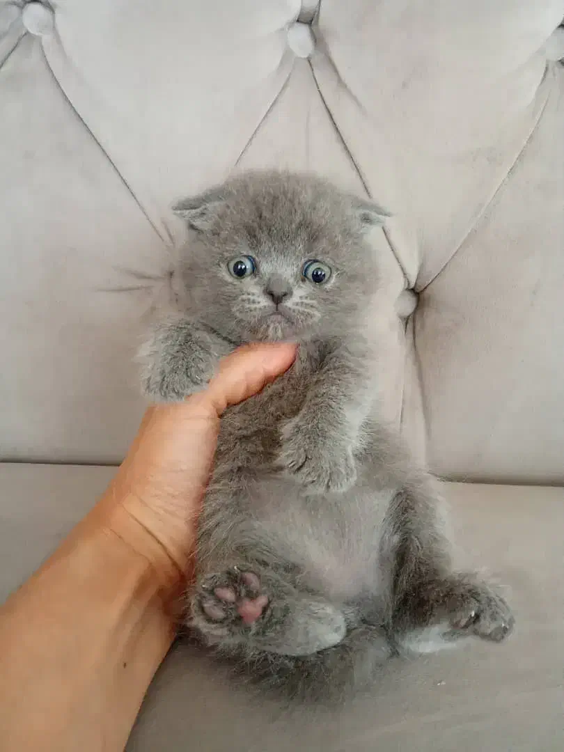 گر به های ارزون تهران (اسکاتیش بریتیش پرشین رگدال)|گربه|تهران, پونک|دیوار