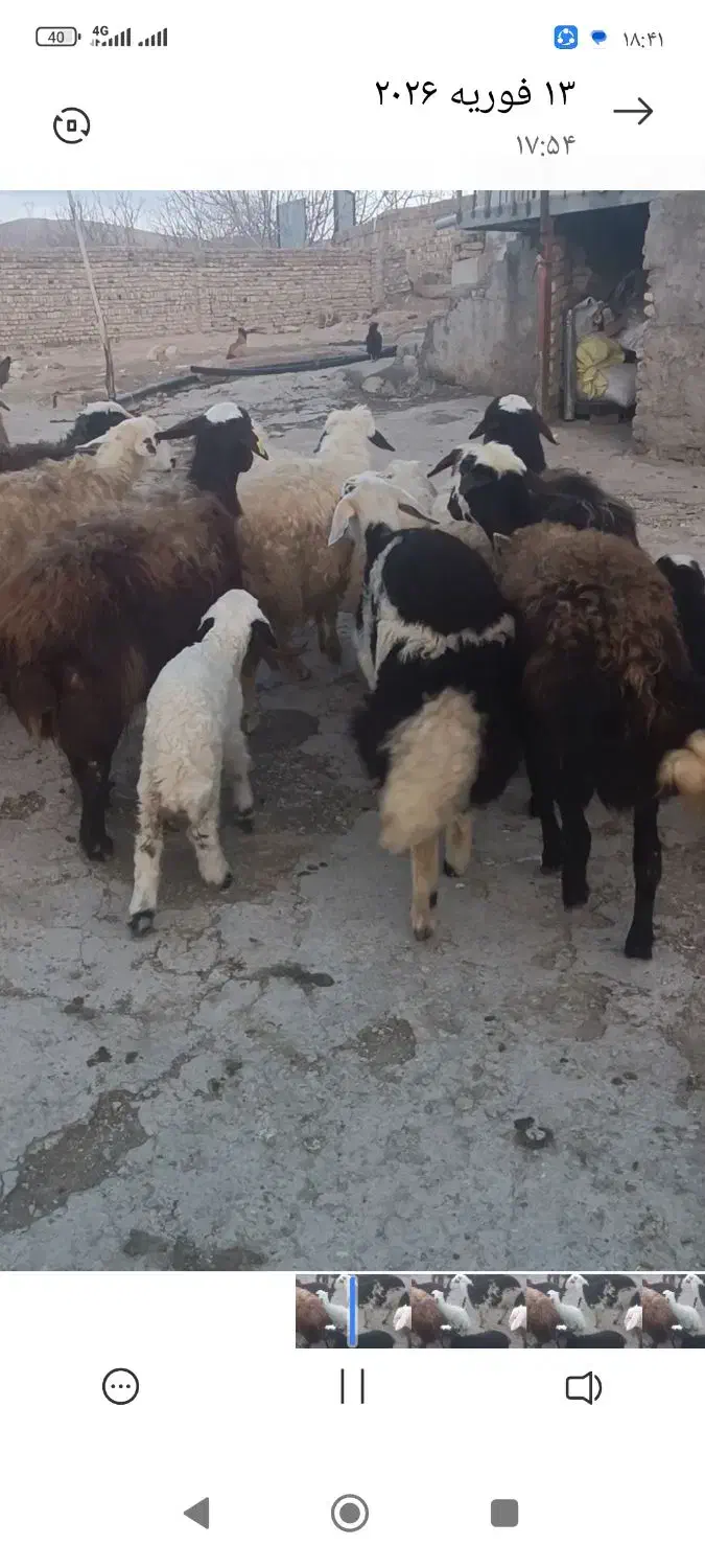 بره نر|حیوانات مزرعه|بیرانوند, |دیوار