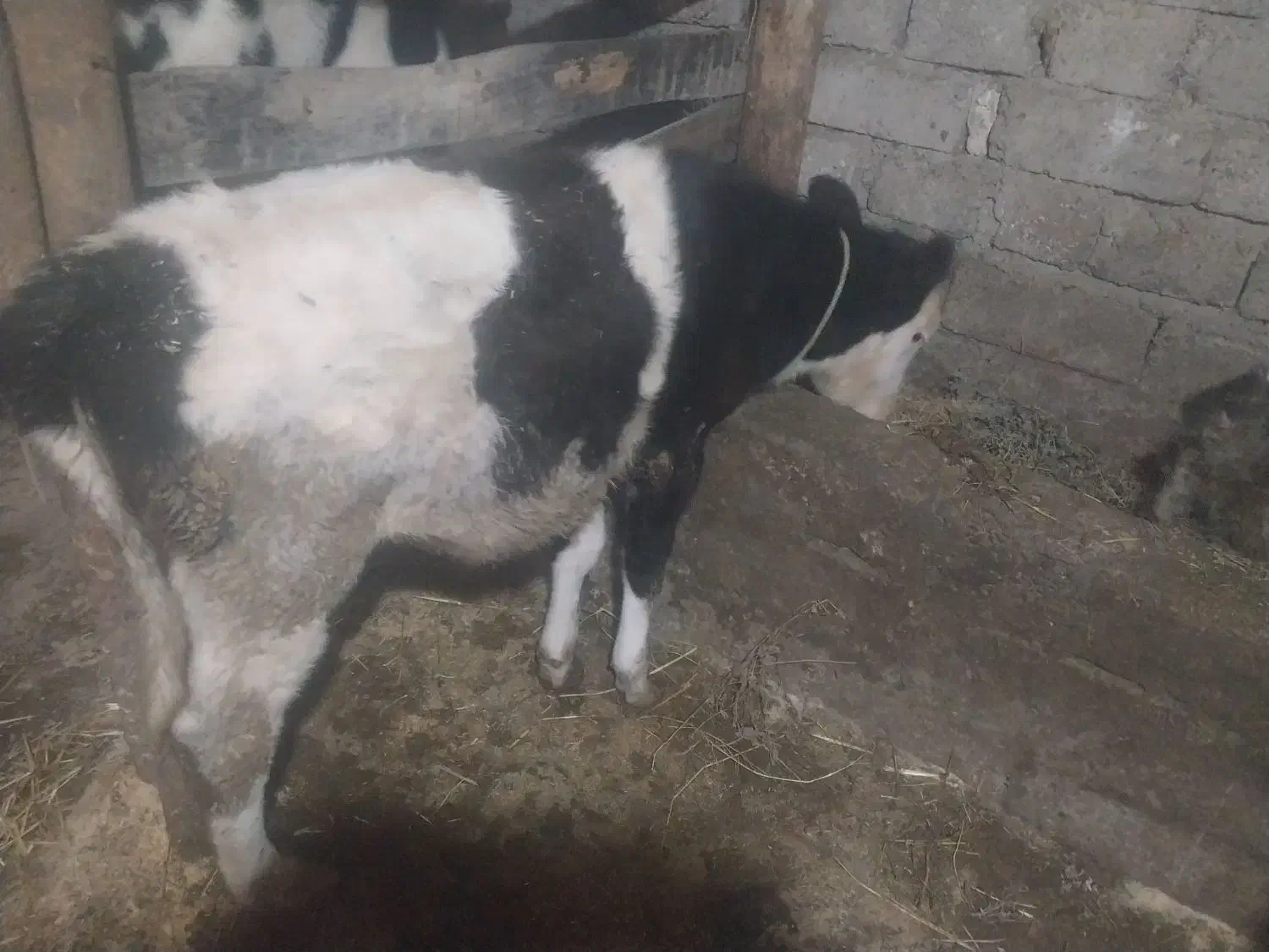 دوعدد گوساله ماده. سه ماه|حیوانات مزرعه|اطاقور, |دیوار