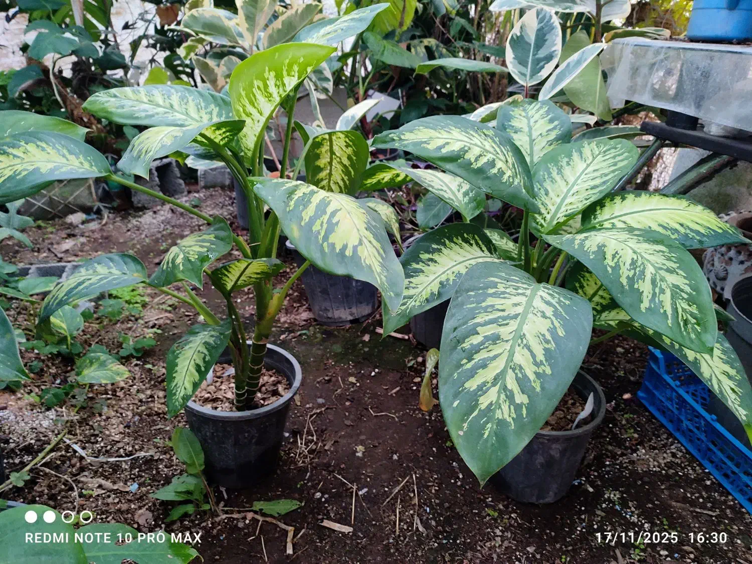 انواع گلهای اپارتمانی فروش بدلیل تغییر شغل|گل و گیاه طبیعی|لاهیجان, لیالستان|دیوار