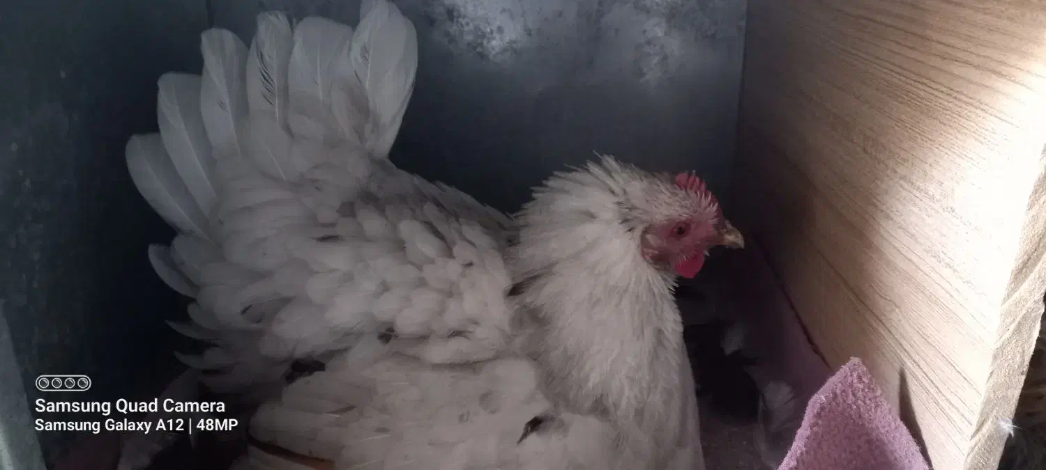 مرغ کرچ|حیوانات مزرعه|سرپل ذهاب, |دیوار