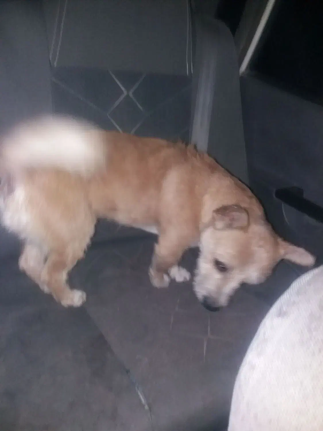 سگ پاکوتاه،نژادپامرین|سگ|محمدیه-قزوین, |دیوار