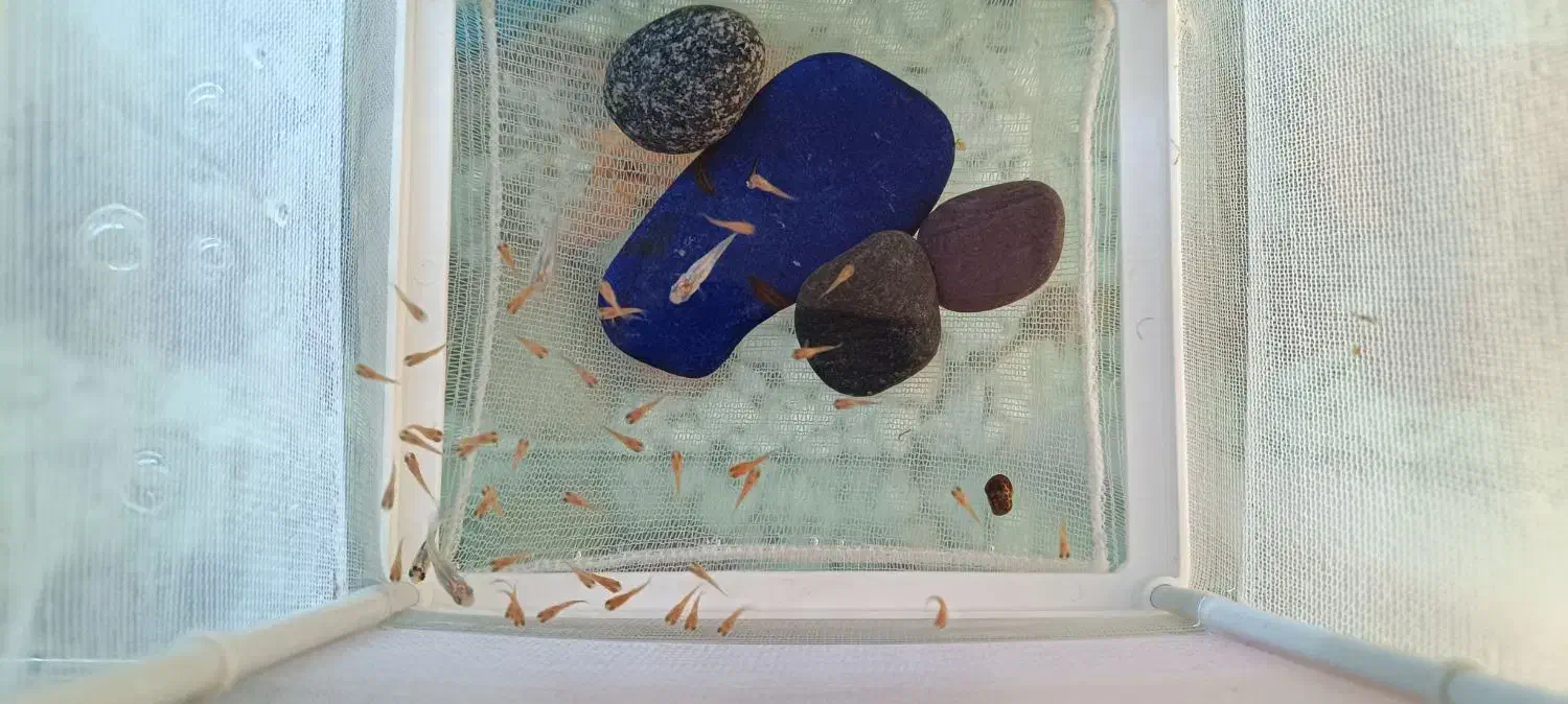 فروش ویژه ماهی آکواریومی|ماهی|مهاباد (آذربایجان غربی), |دیوار