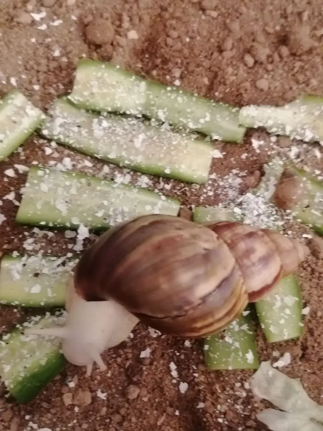 تقویتی حلزون|خزنده|شیراز, شهرک سراج‎|دیوار