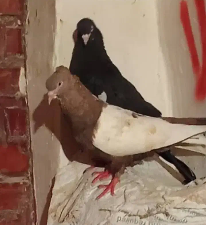 کبوتر گمشده سینه ای کبوتر|حیوانات|اهواز, سخیریه|دیوار