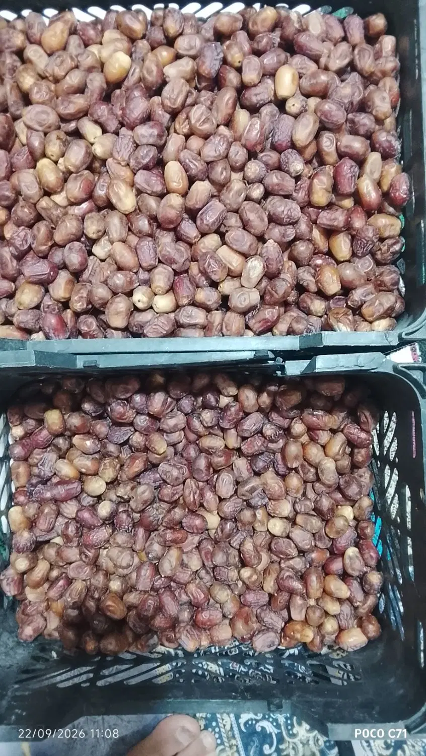 قصب|خوردنی و آشامیدنی|بندر دیر, |دیوار
