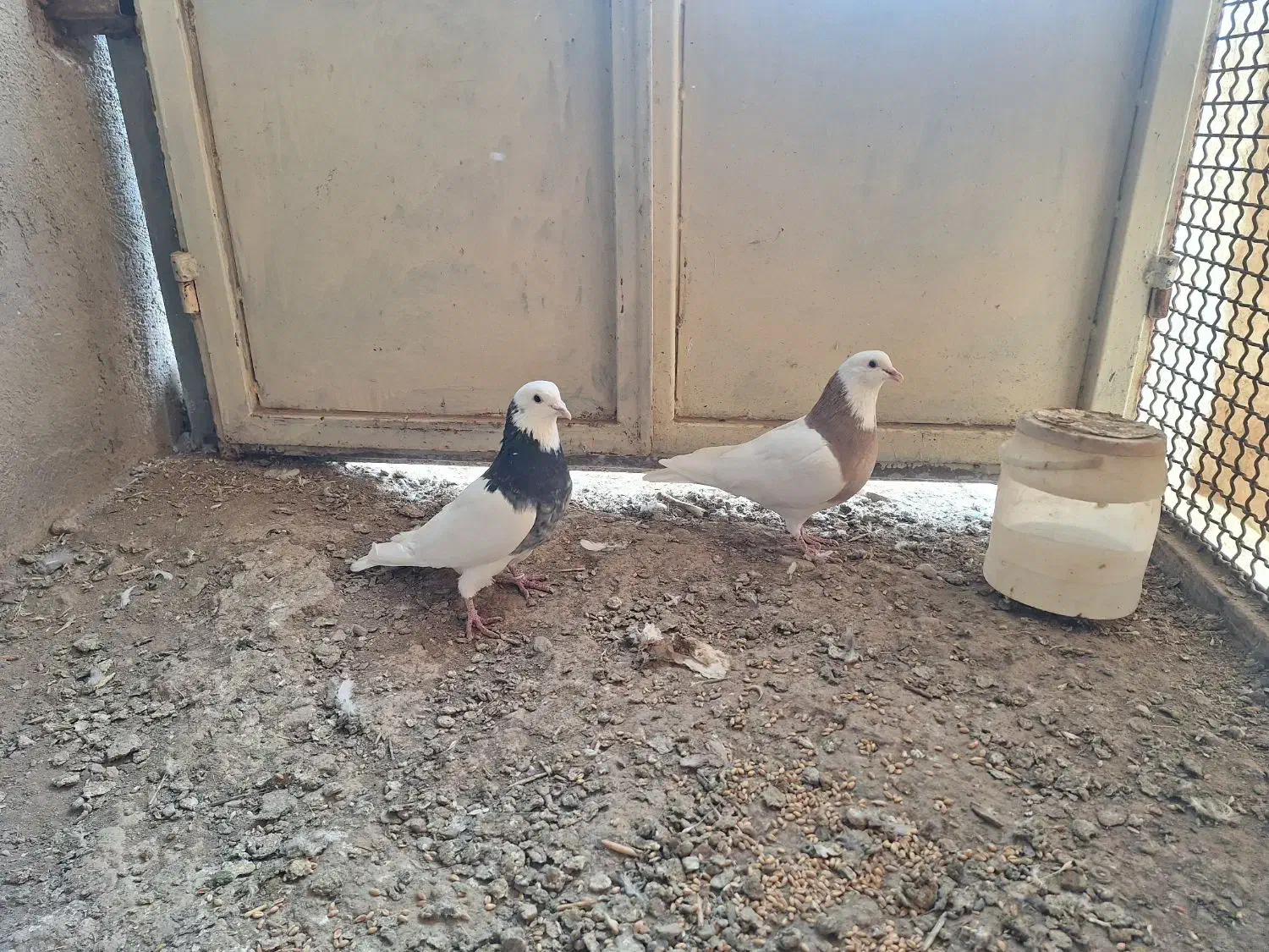 طوقی|پرنده|شراء, |دیوار