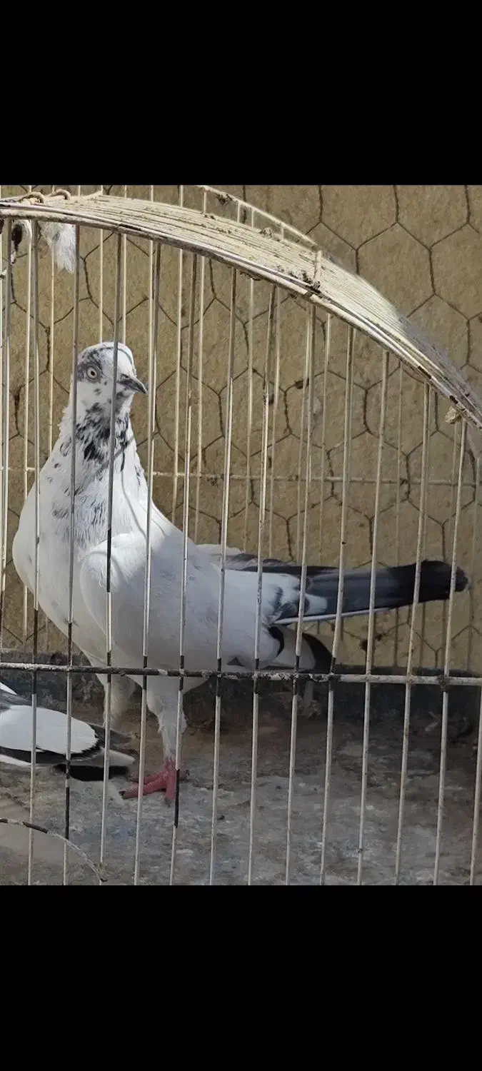 باخت رفته اگه کسی پیدا کنه مژدگانی خوب|پرنده|چهاردانگه (تهران), |دیوار