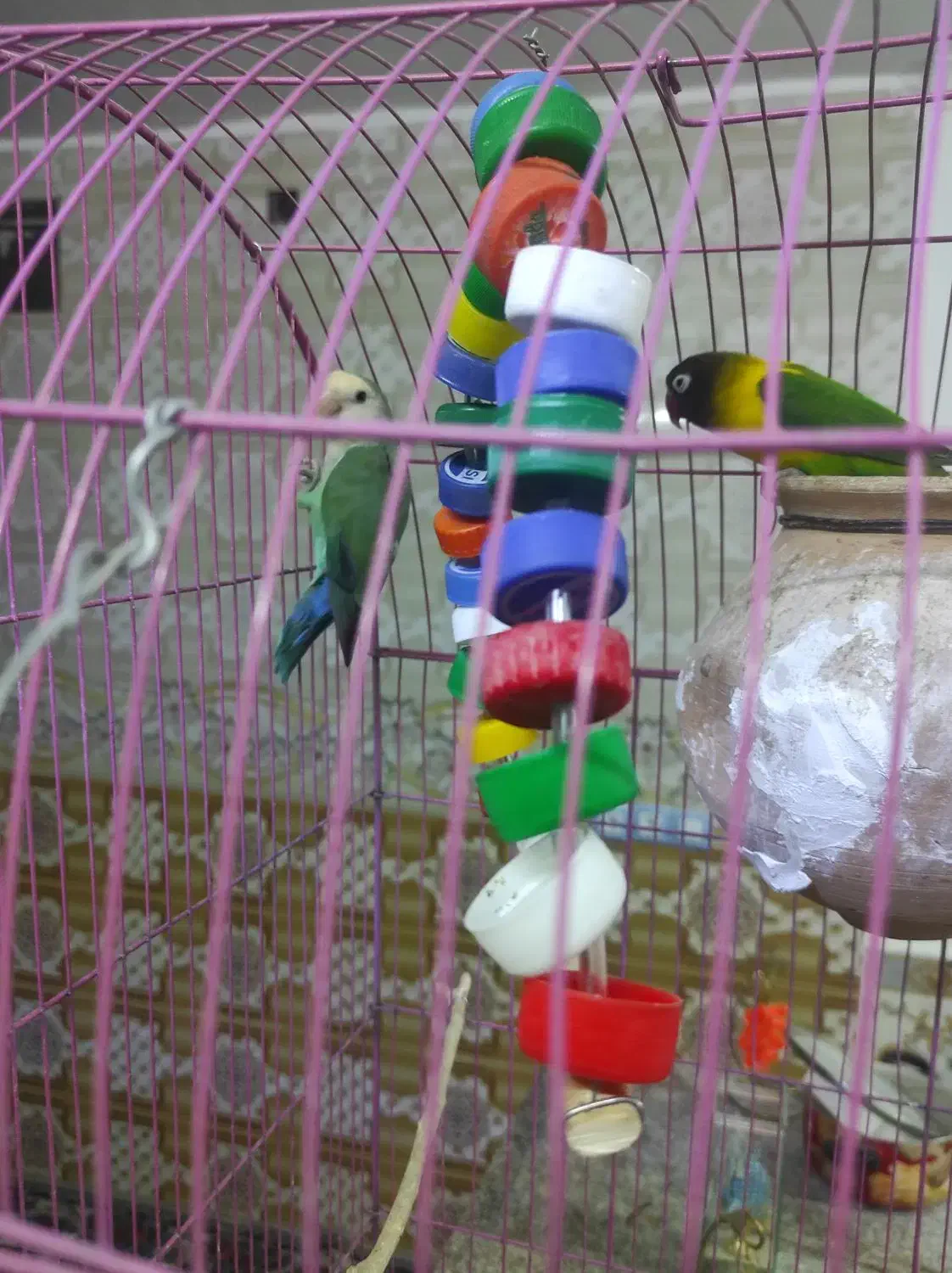 کوتوله ناهوک|پرنده|سراوان, |دیوار