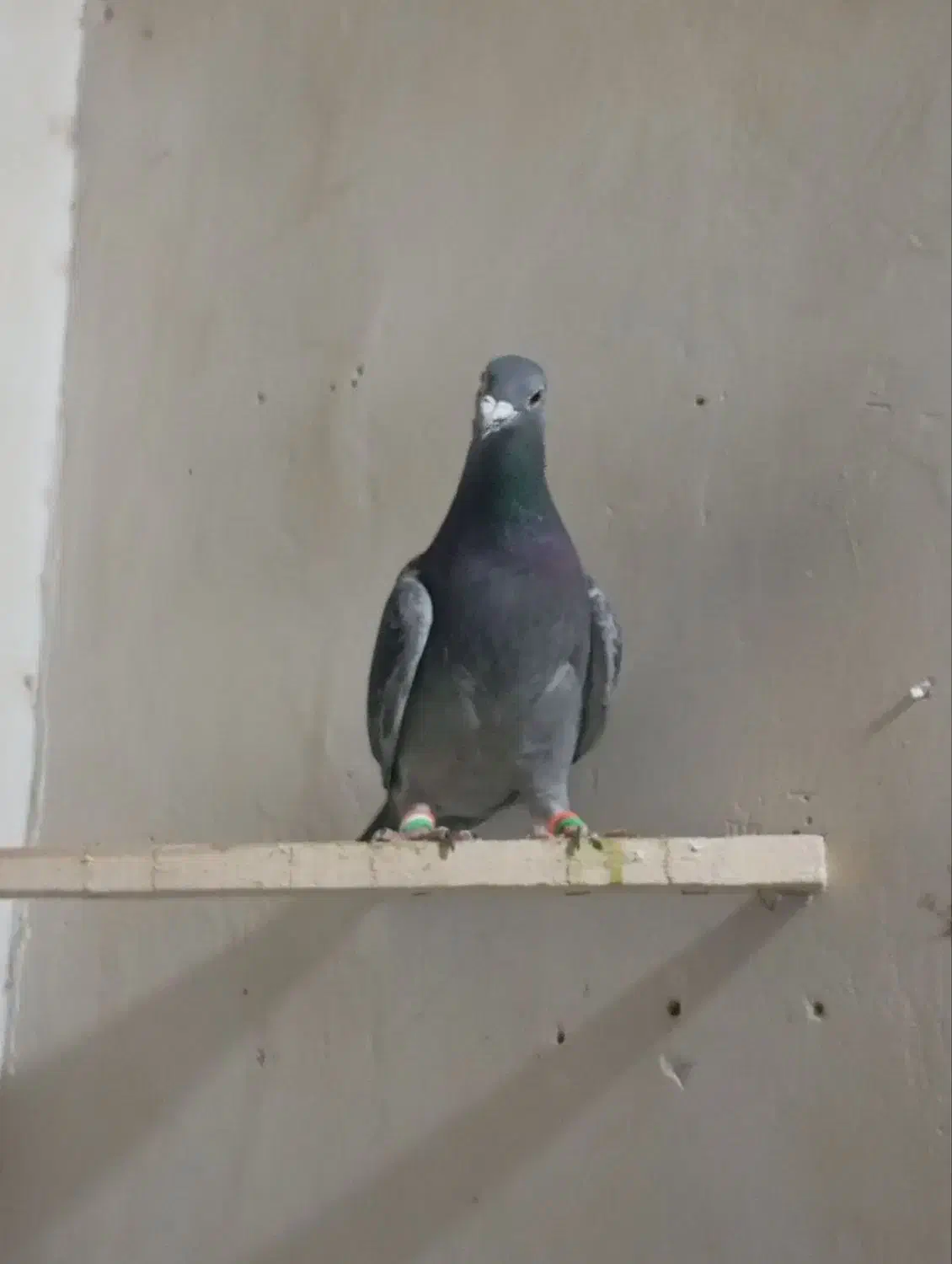 پرشی|پرنده|تربت‌حیدریه, سرمحله|دیوار