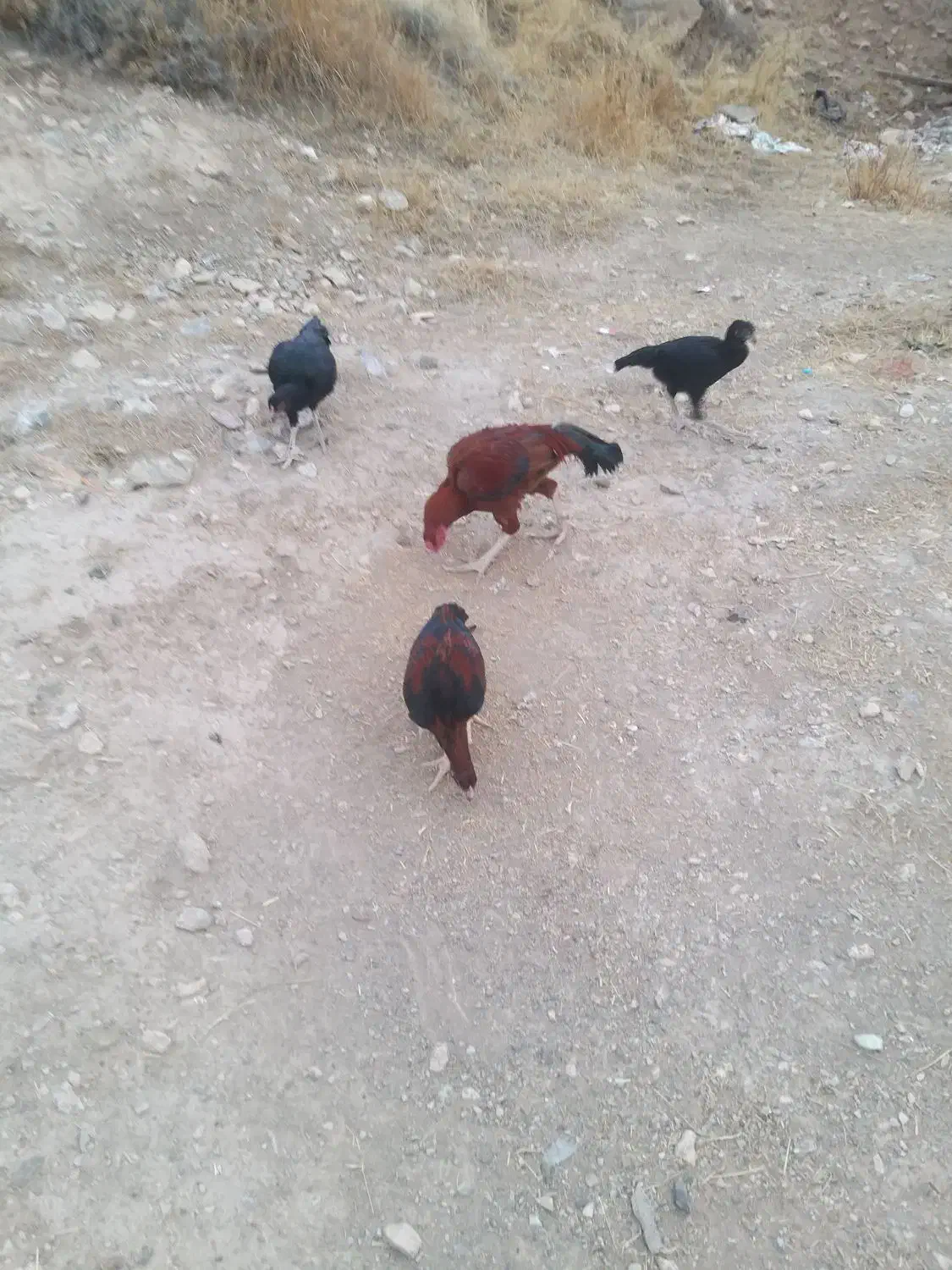 خروس|حیوانات مزرعه|فیرورق, |دیوار