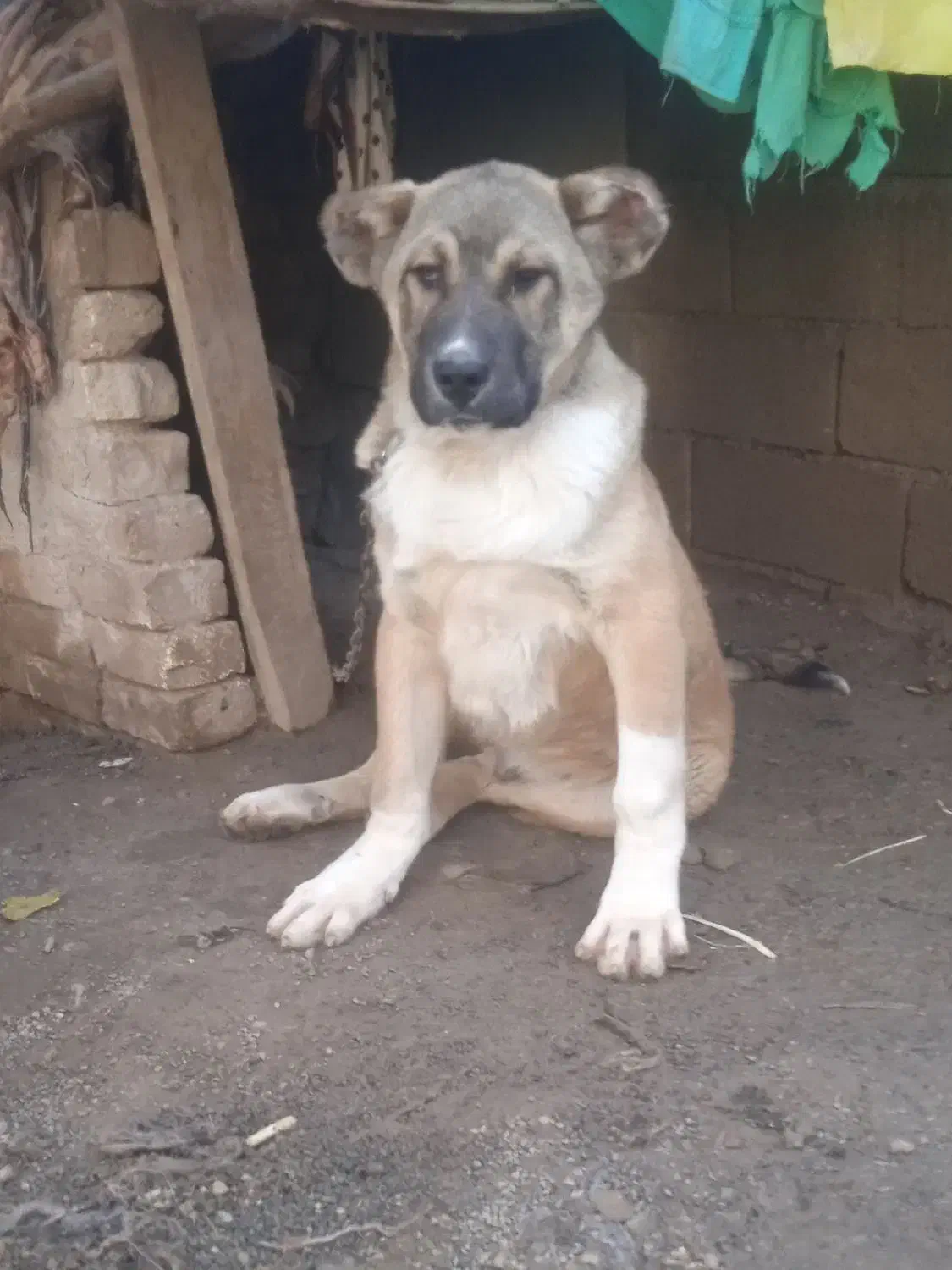 توله سگ|سگ|کنگاور, |دیوار