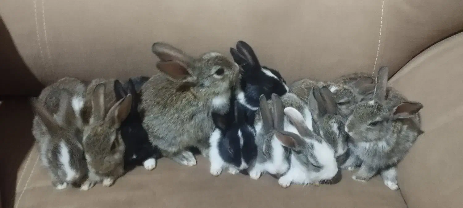 بچه خرگوش300|موش و خرگوش|یزد, |دیوار