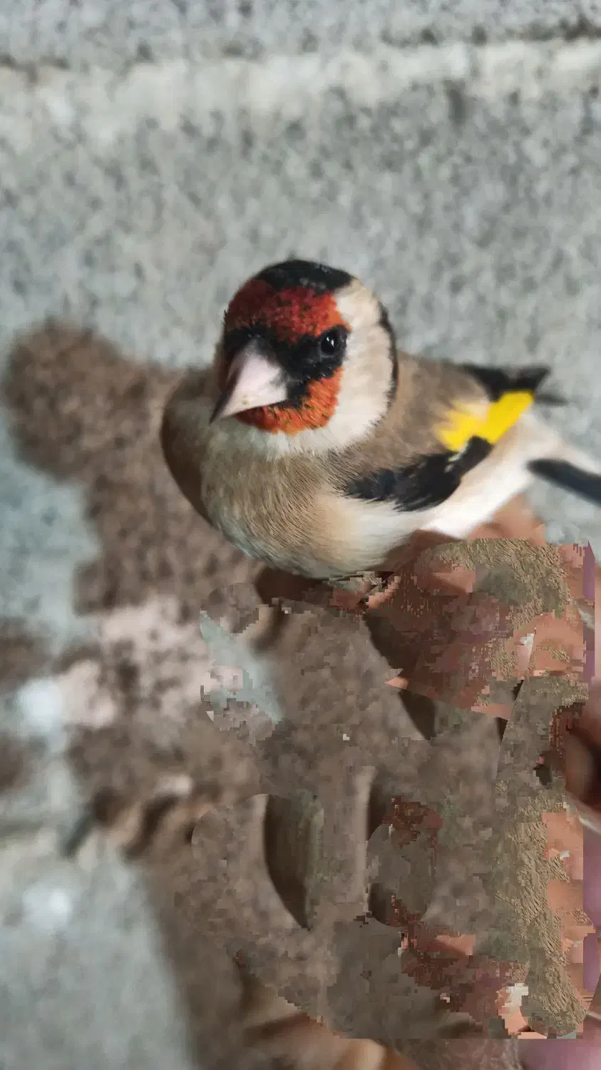 سهره نر|پرنده|سرپل ذهاب, |دیوار