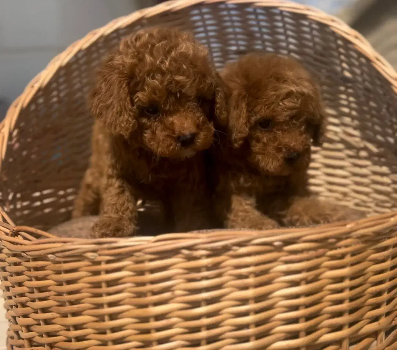 پودل|سگ|رشت, چله خانه|دیوار