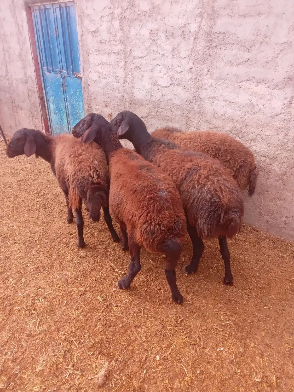 گوسفند شیشک بره دار قزل افشاری|حیوانات مزرعه|بشاریات, |دیوار