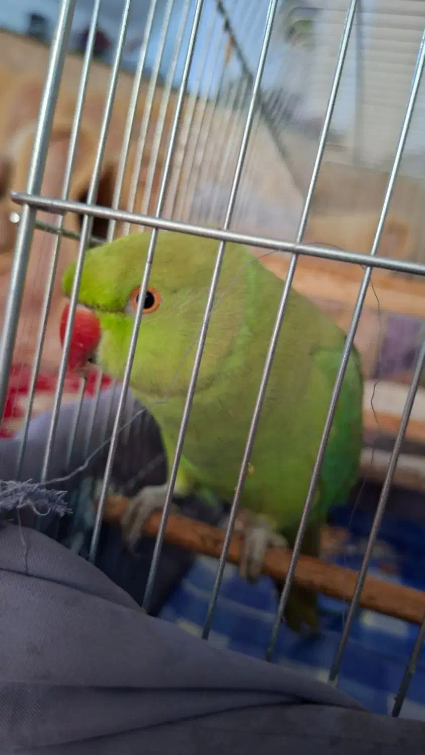 طوطی مانگو|پرنده|بندر کنگان, |دیوار