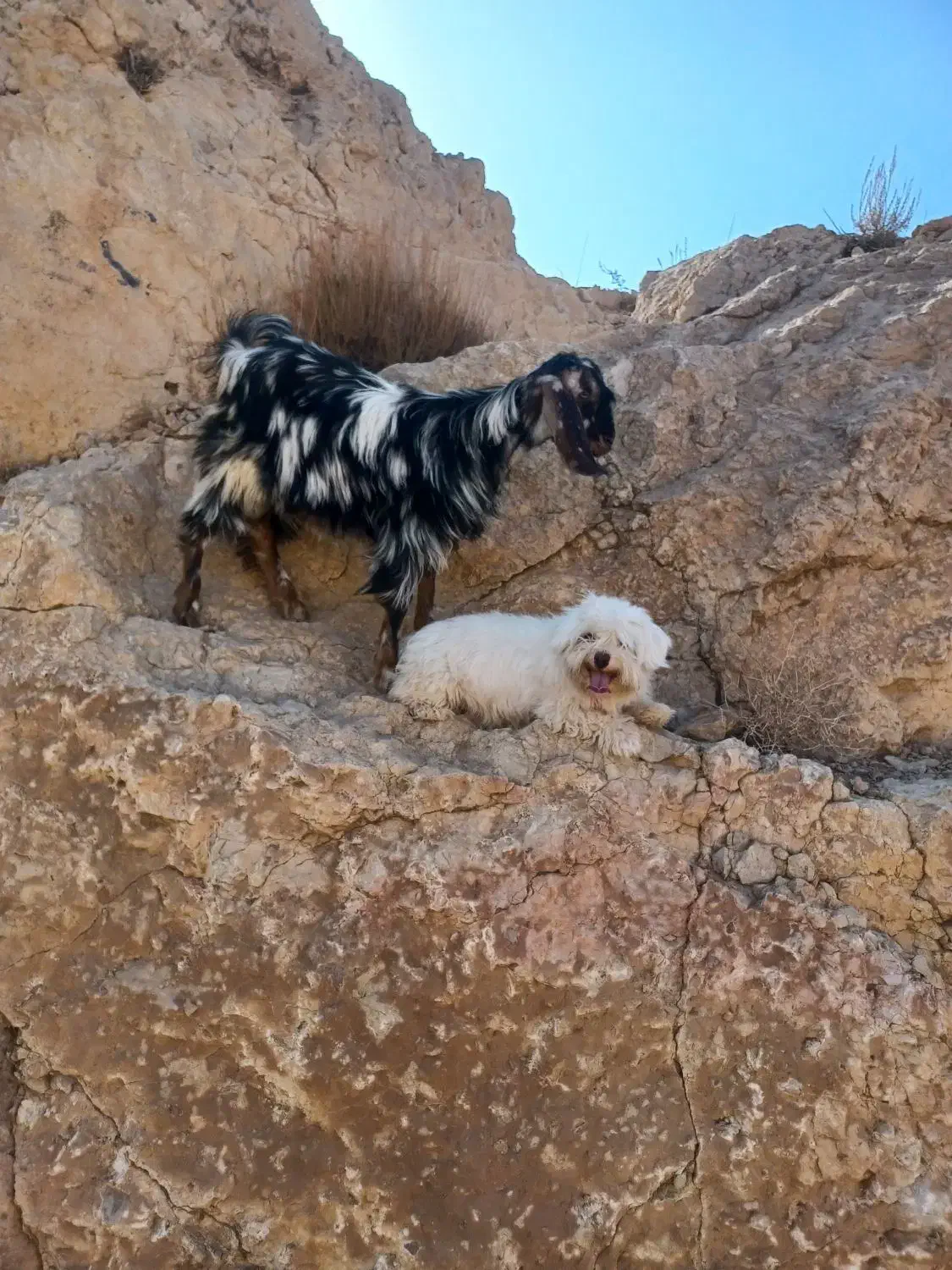 بزغاله نر پاکستانی|حیوانات مزرعه|شاهرود, |دیوار