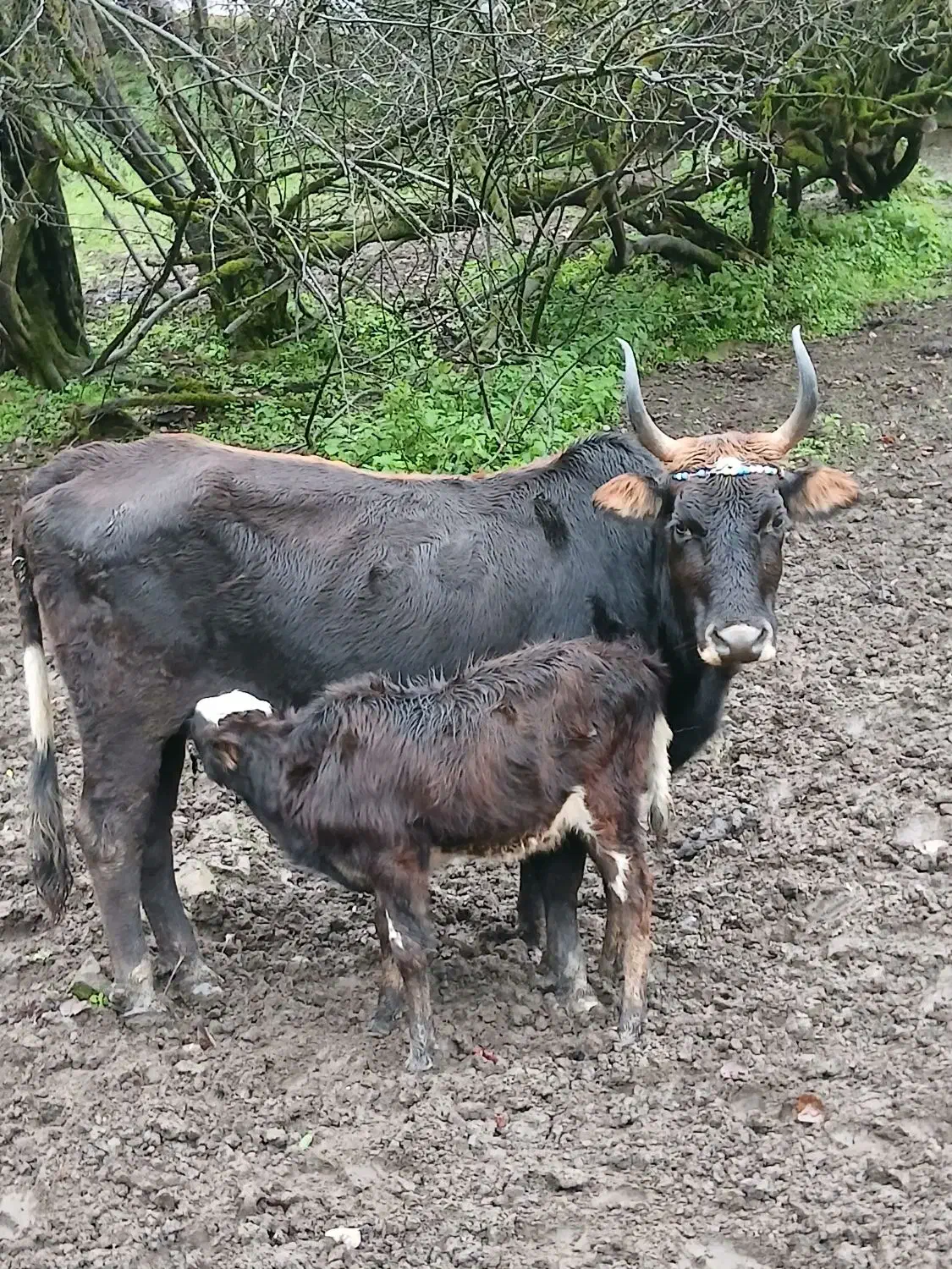 گاو چالوسی با گوساله|حیوانات مزرعه|دیلمان, |دیوار