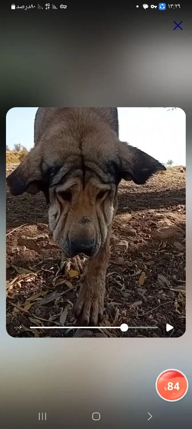 سگ پژدر اصیل قیمت عالی|سگ|شازند, |دیوار