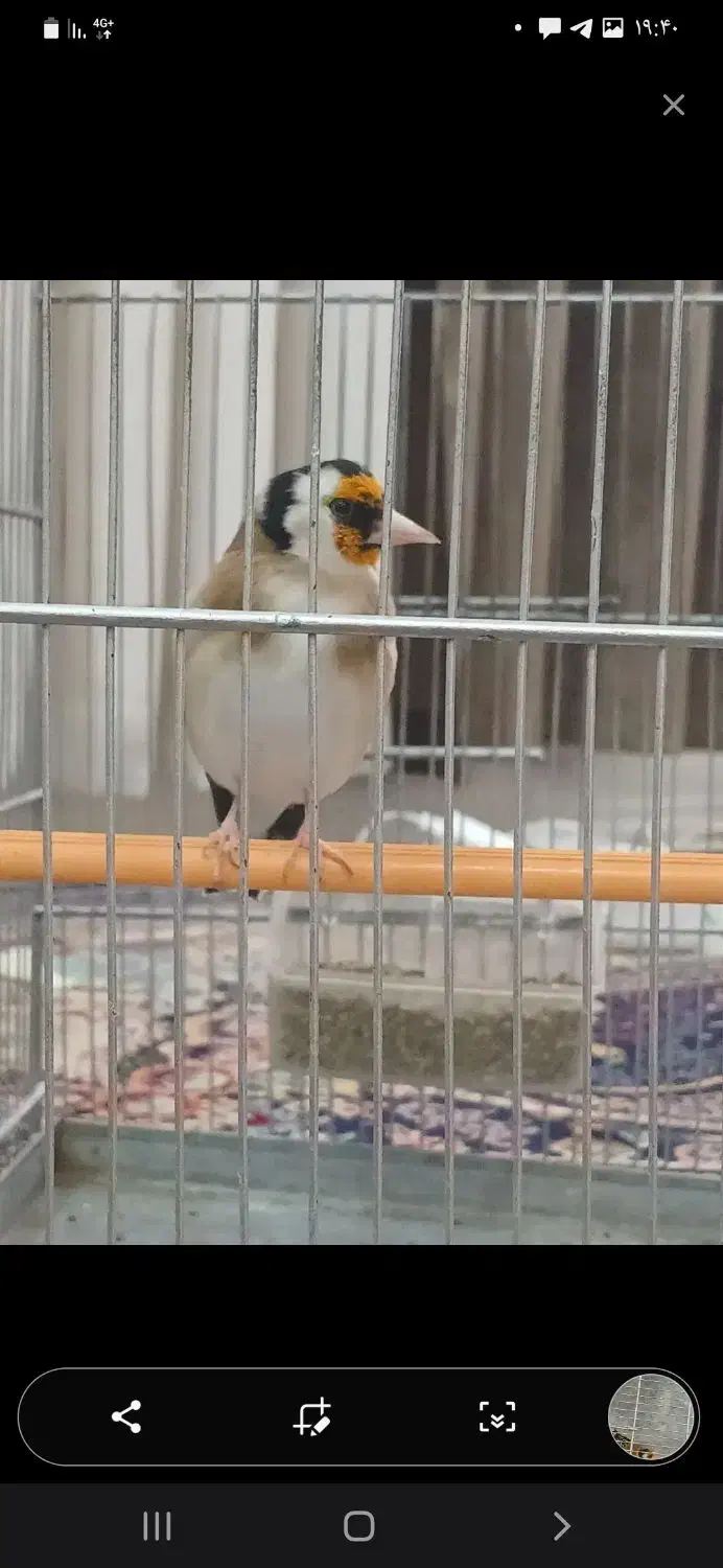 سهره جوجه قفس تازه صاف درجه یک|پرنده|کاشان, شهرک خاتم الانبیا (مسکن ملی کاشان)|دیوار