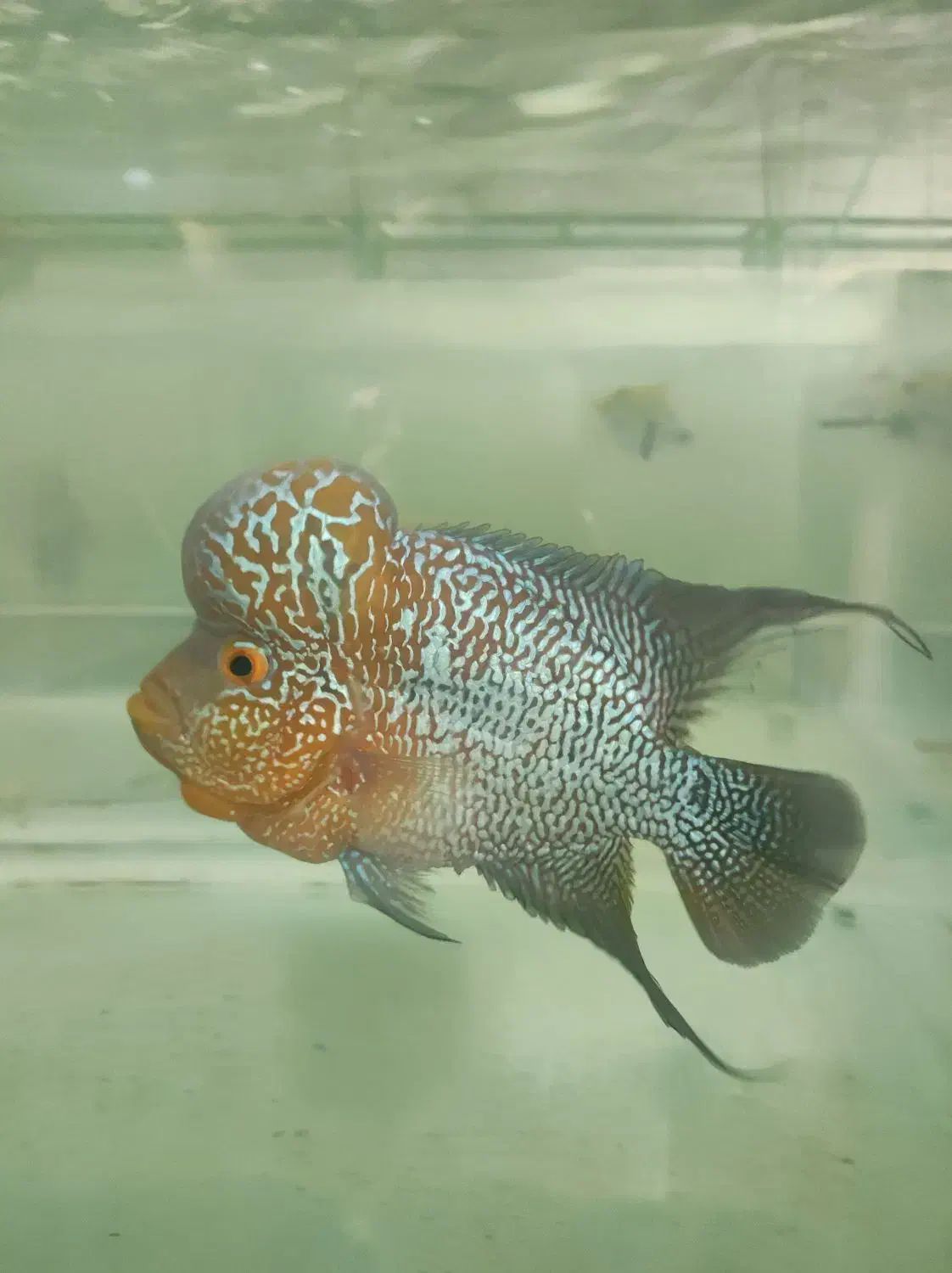 فلاور هورن سایز ریز|ماهی|اصفهان, قهجاورستان|دیوار