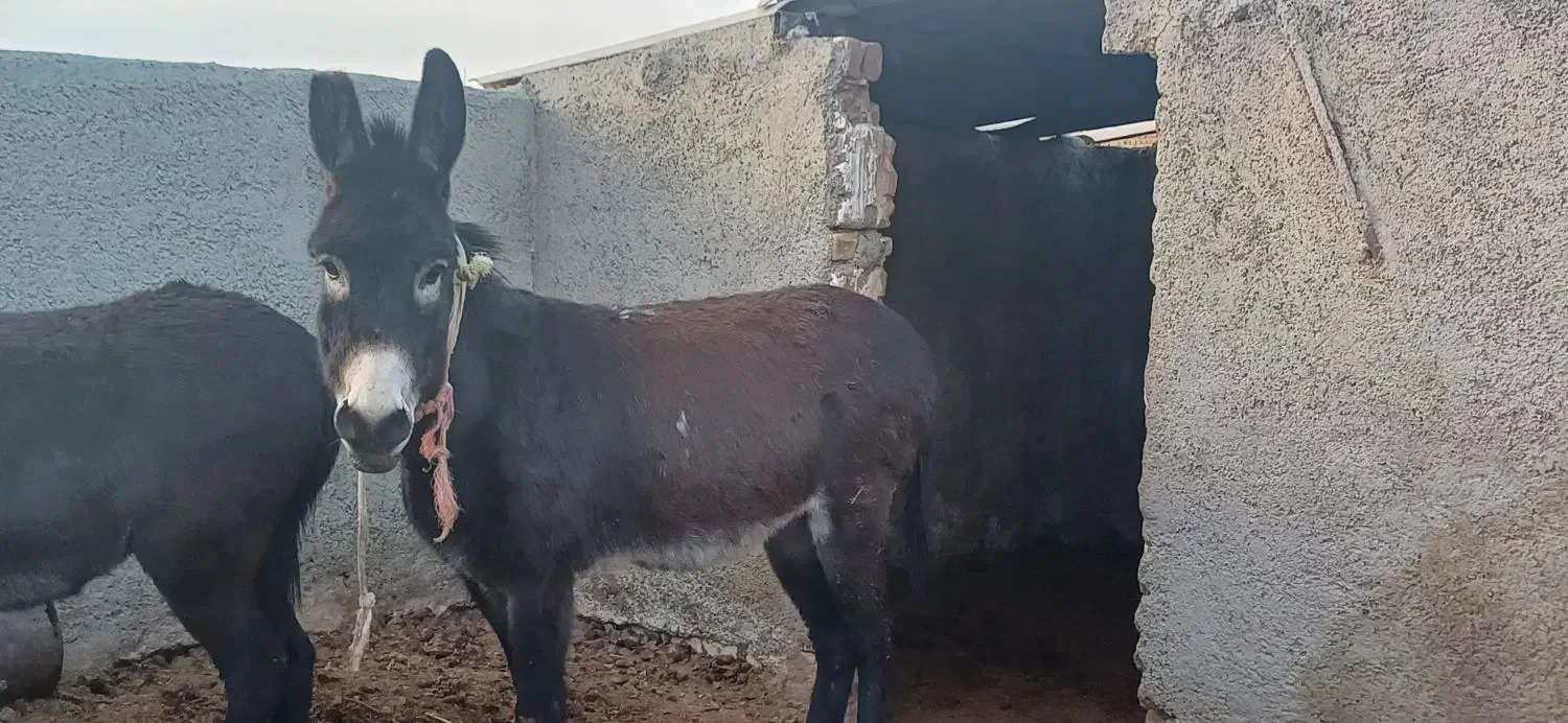 خر نر|حیوانات مزرعه|نظرآباد, نجم آباد|دیوار