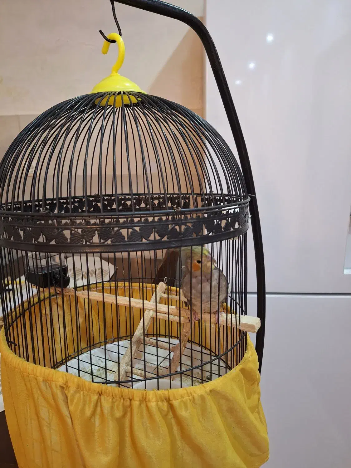 طوطی عروس ماده|پرنده|رشت, پیرکلاچای|دیوار