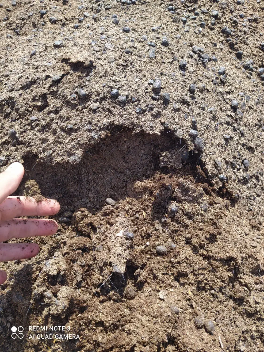 پوش گوسفندی|خدمات باغبانی و درختکاری|بابل, |دیوار