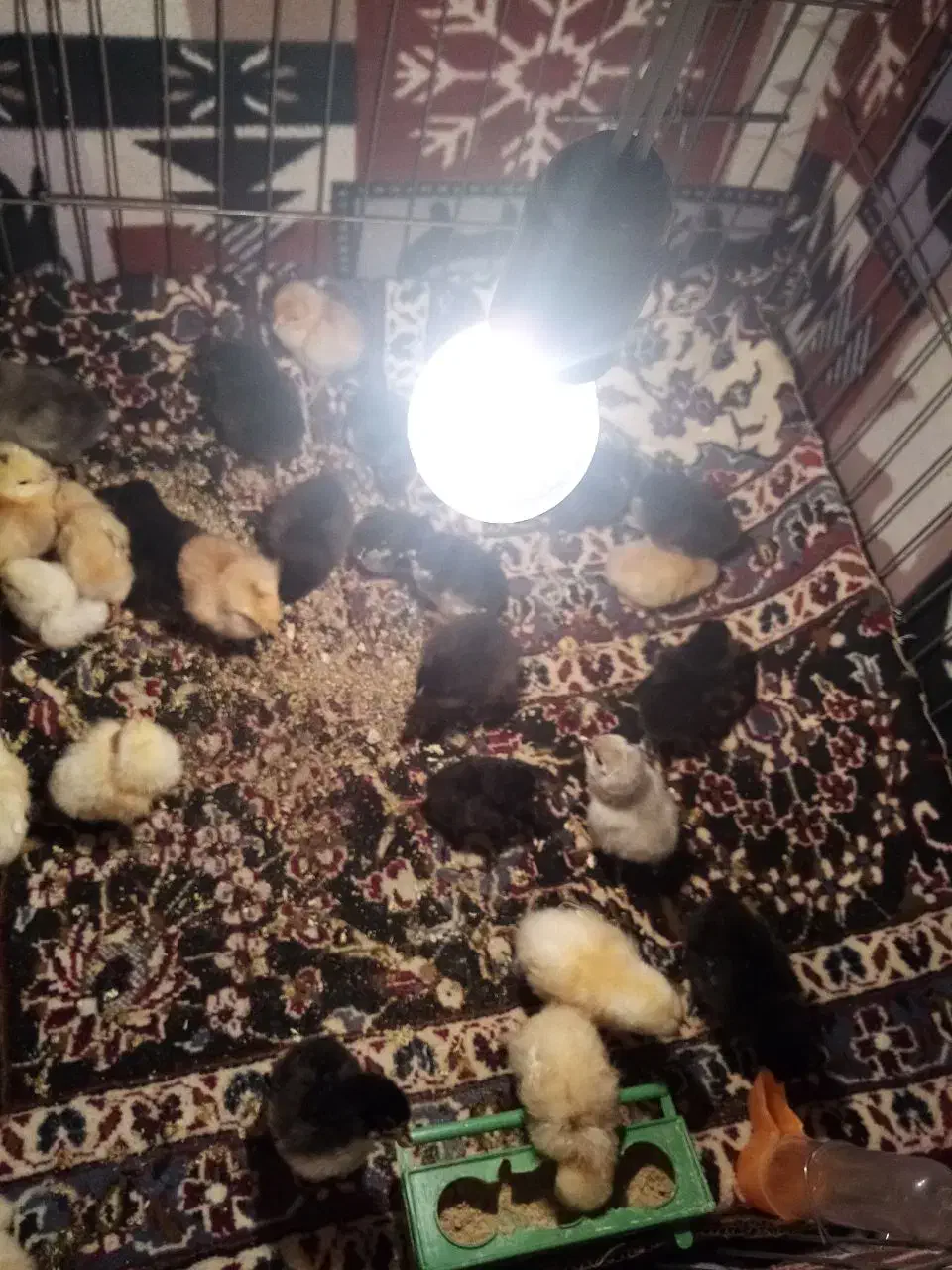 جوجه برهما گلین کوشین|حیوانات مزرعه|قم, نیروگاه|دیوار