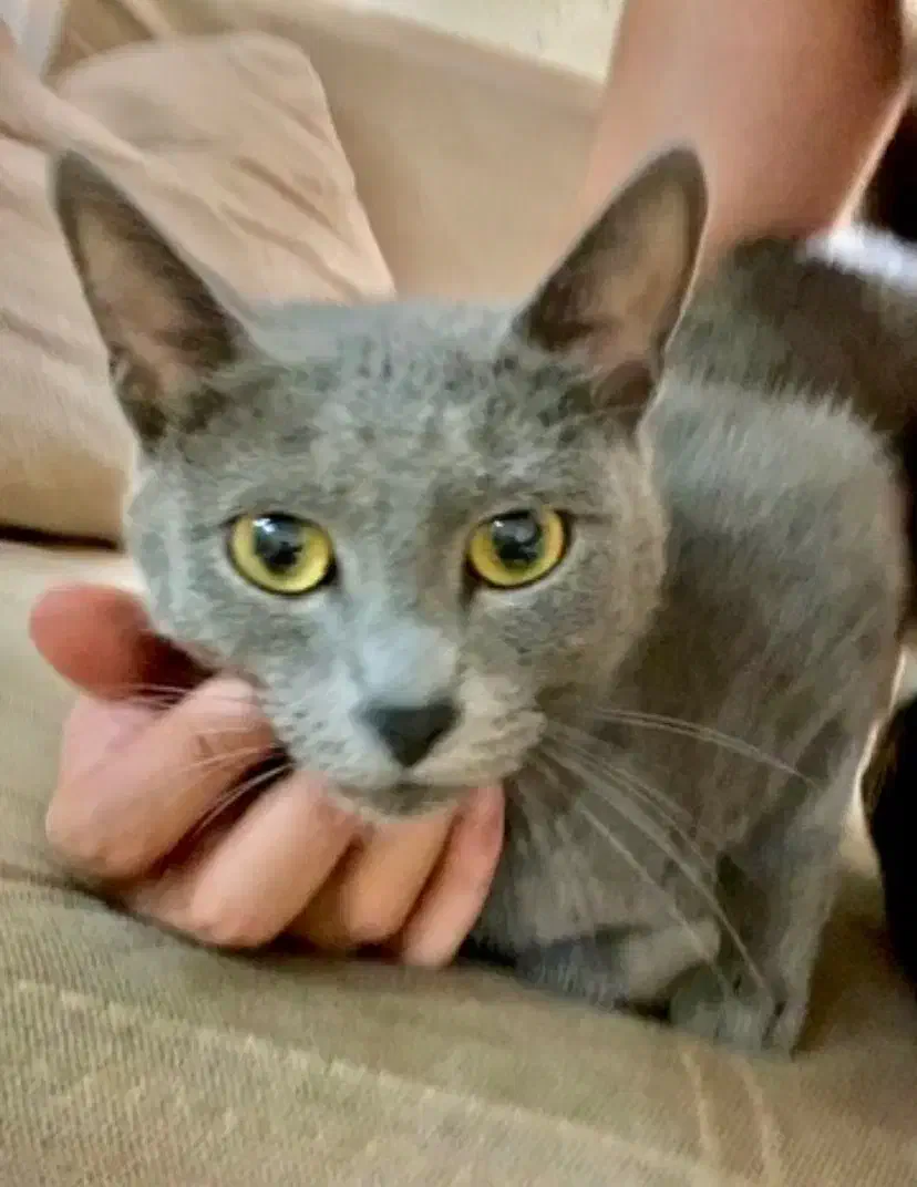 گربه|گربه|لنگرود, |دیوار